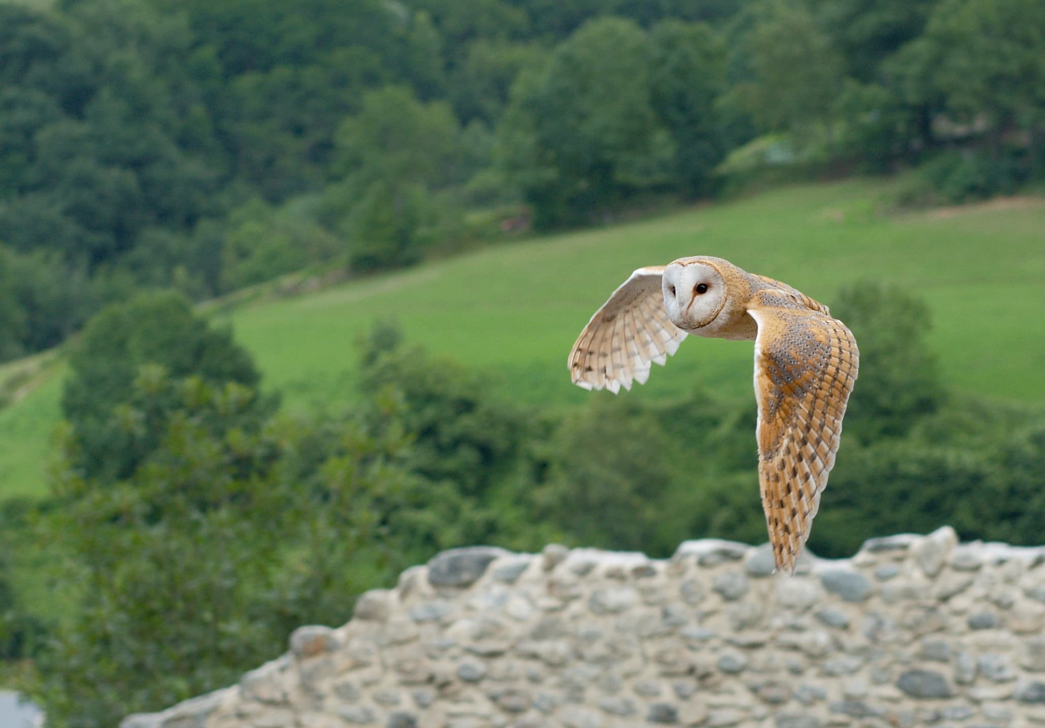Barn Owl
