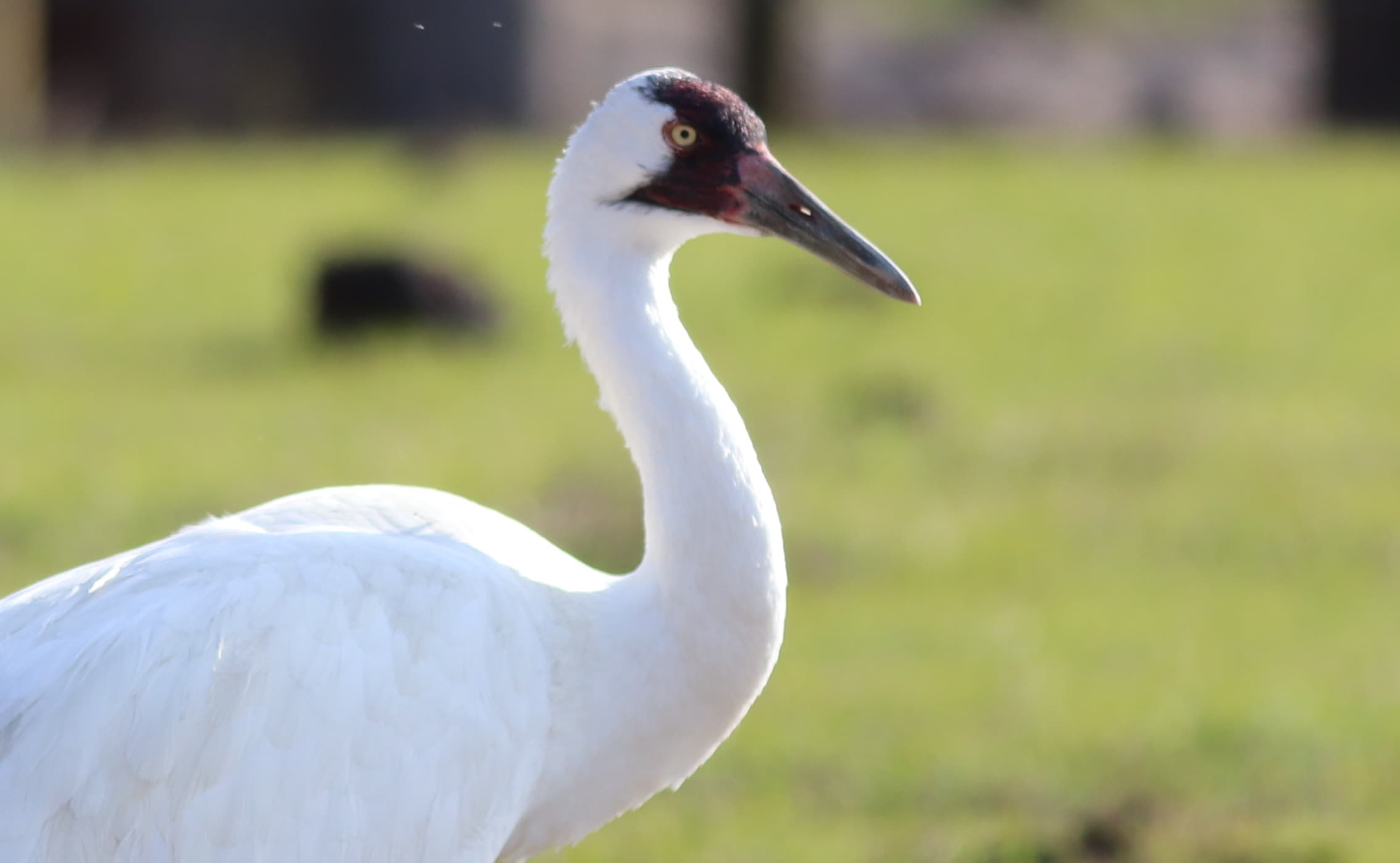 Whooping Crane