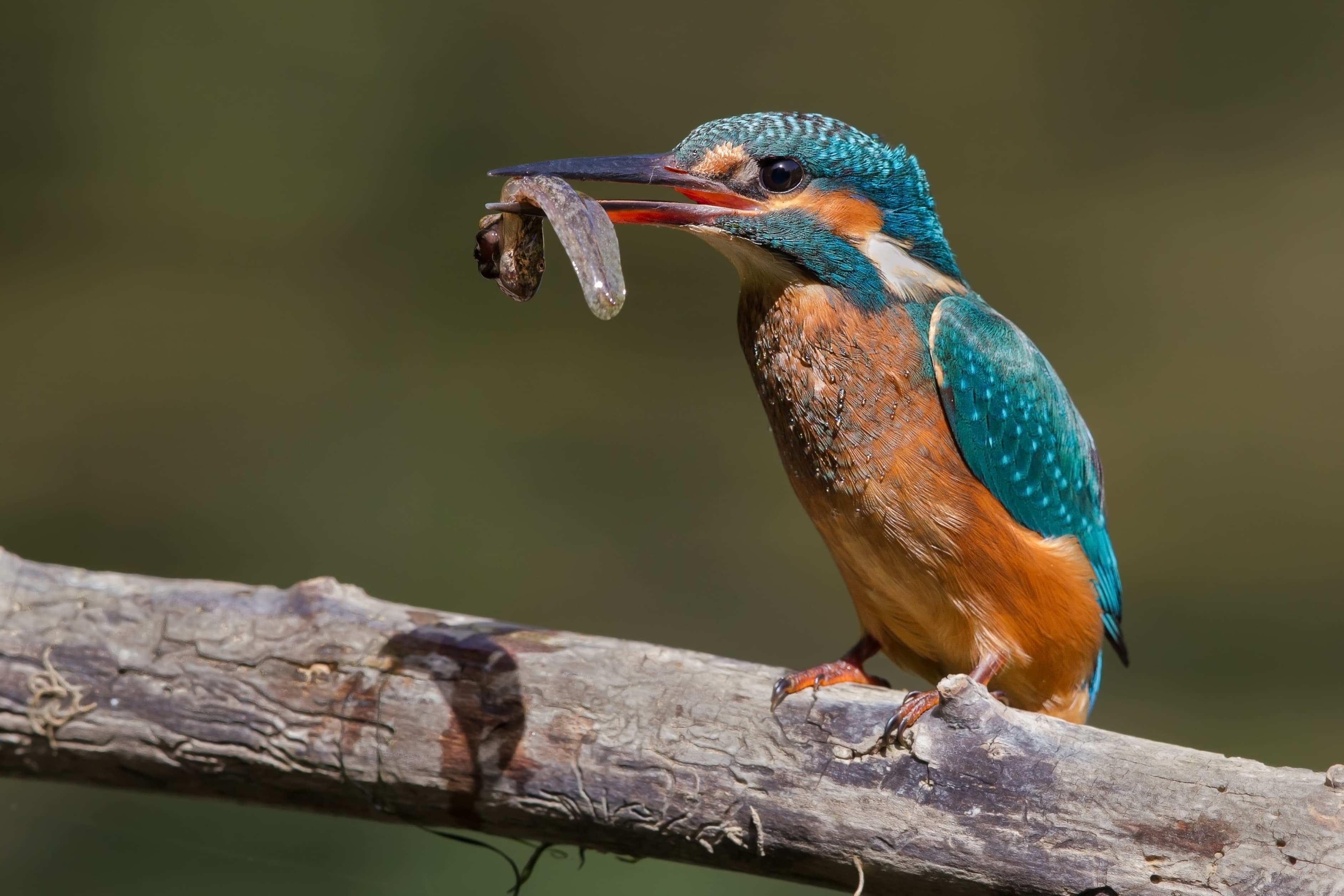 Common Kingfisher