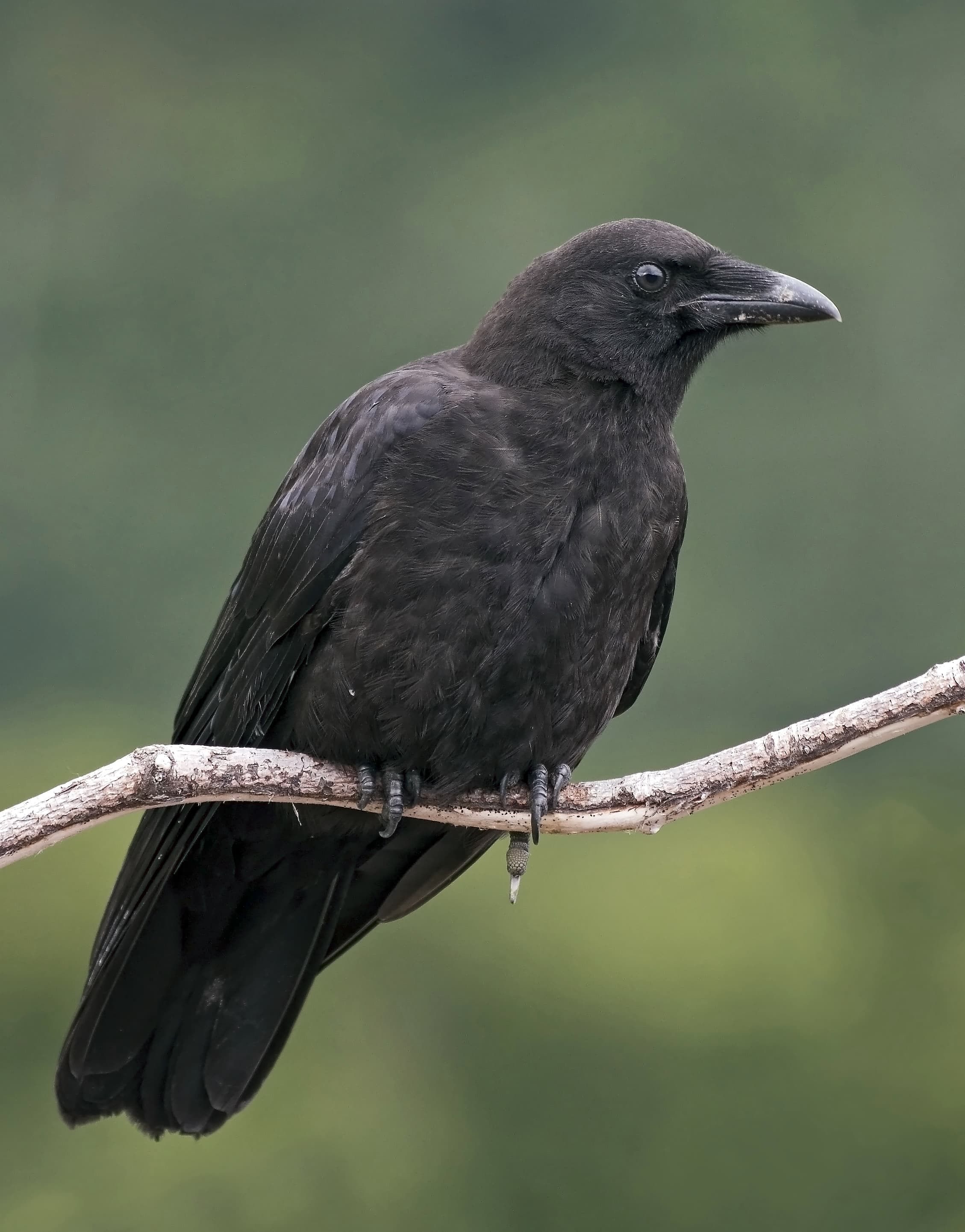 American Crow