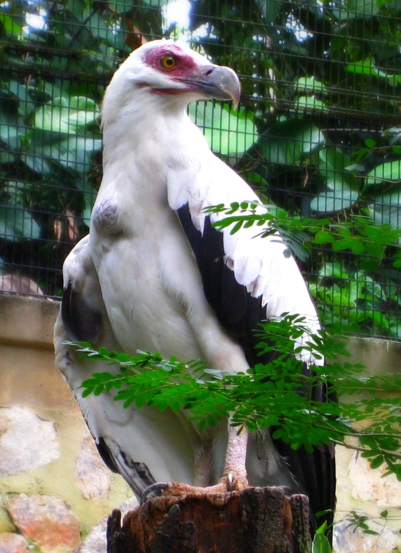 Palm-nut Vulture