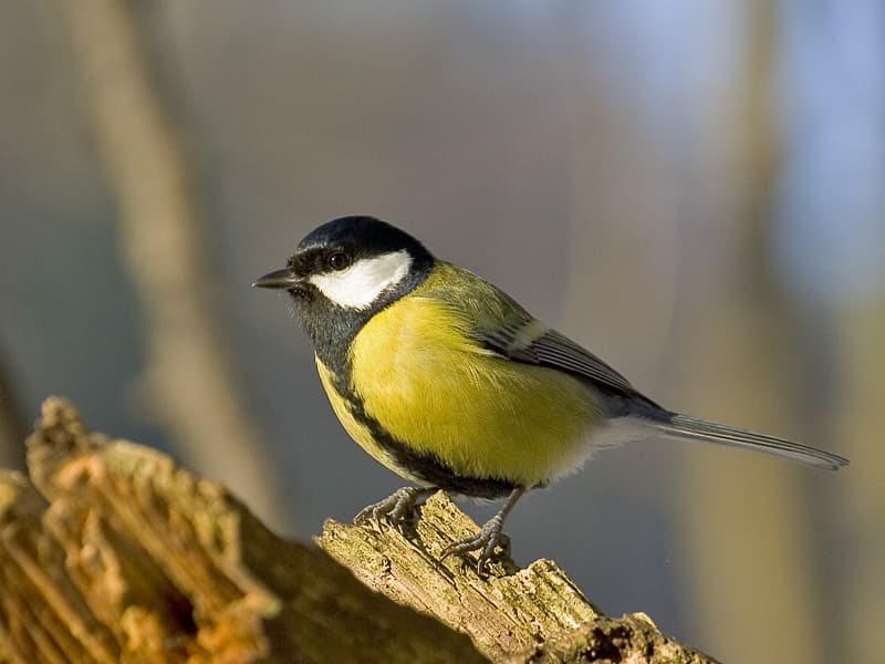 Great Tit