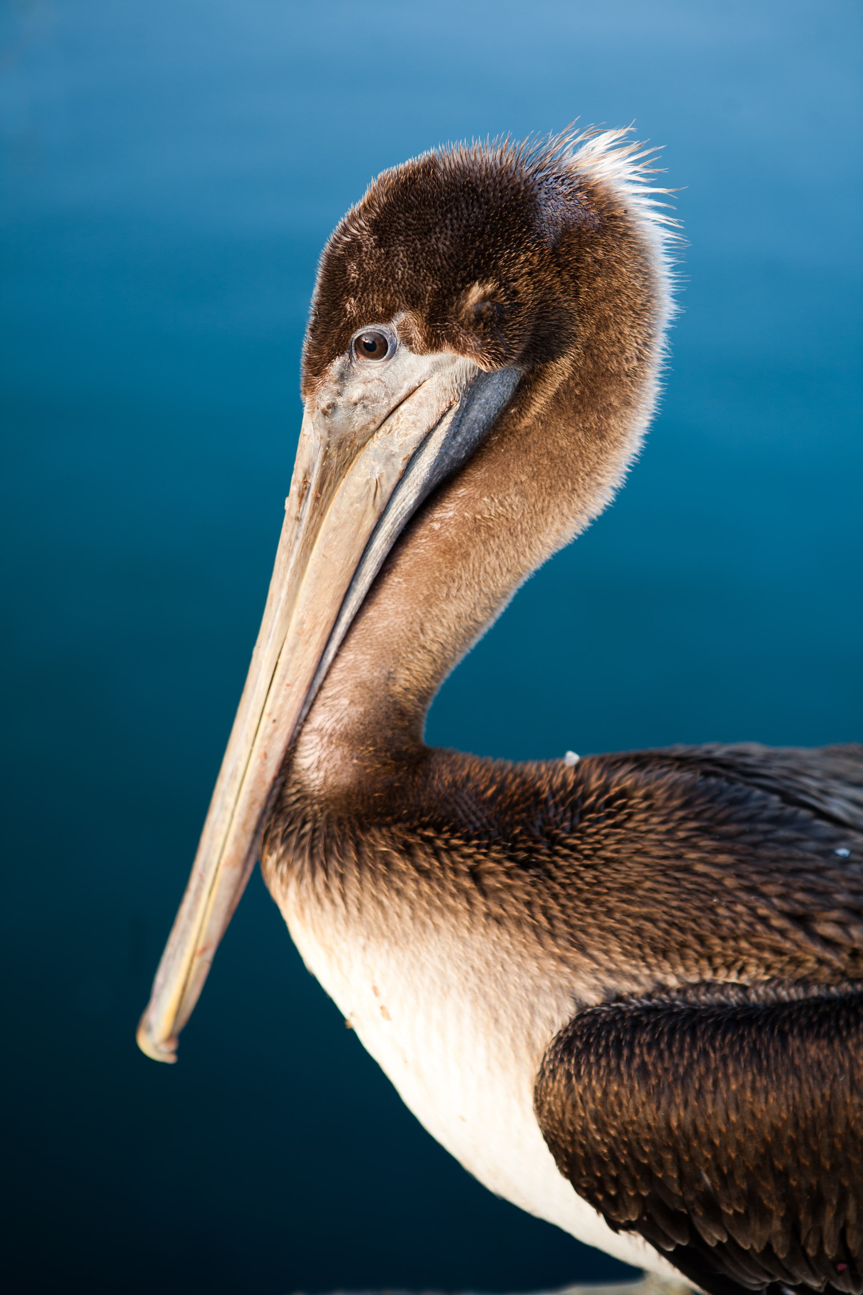 Brown Pelican