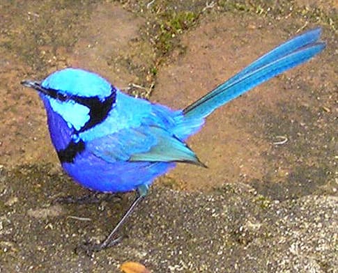 Splendid Fairywren