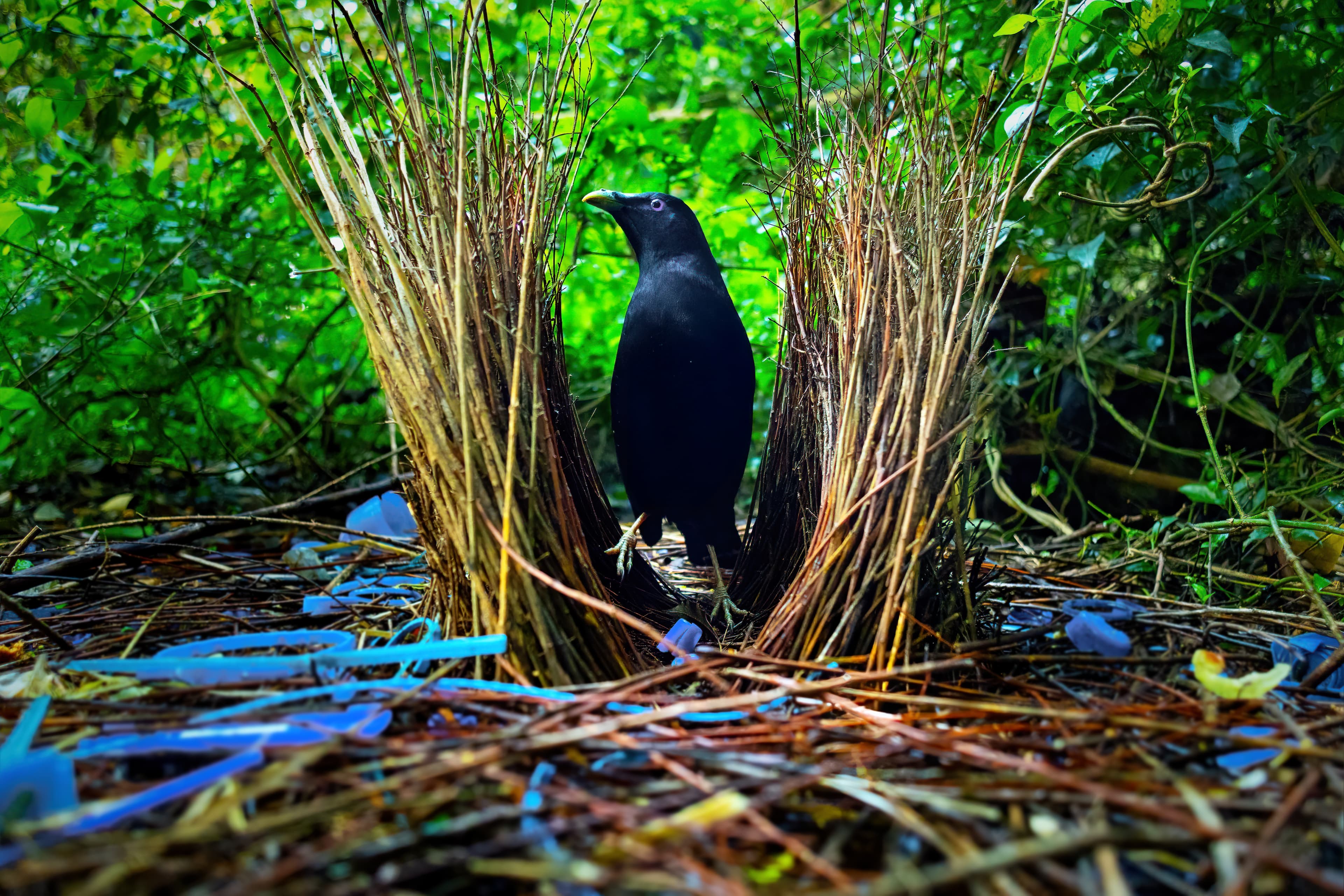 Satin Bowerbird