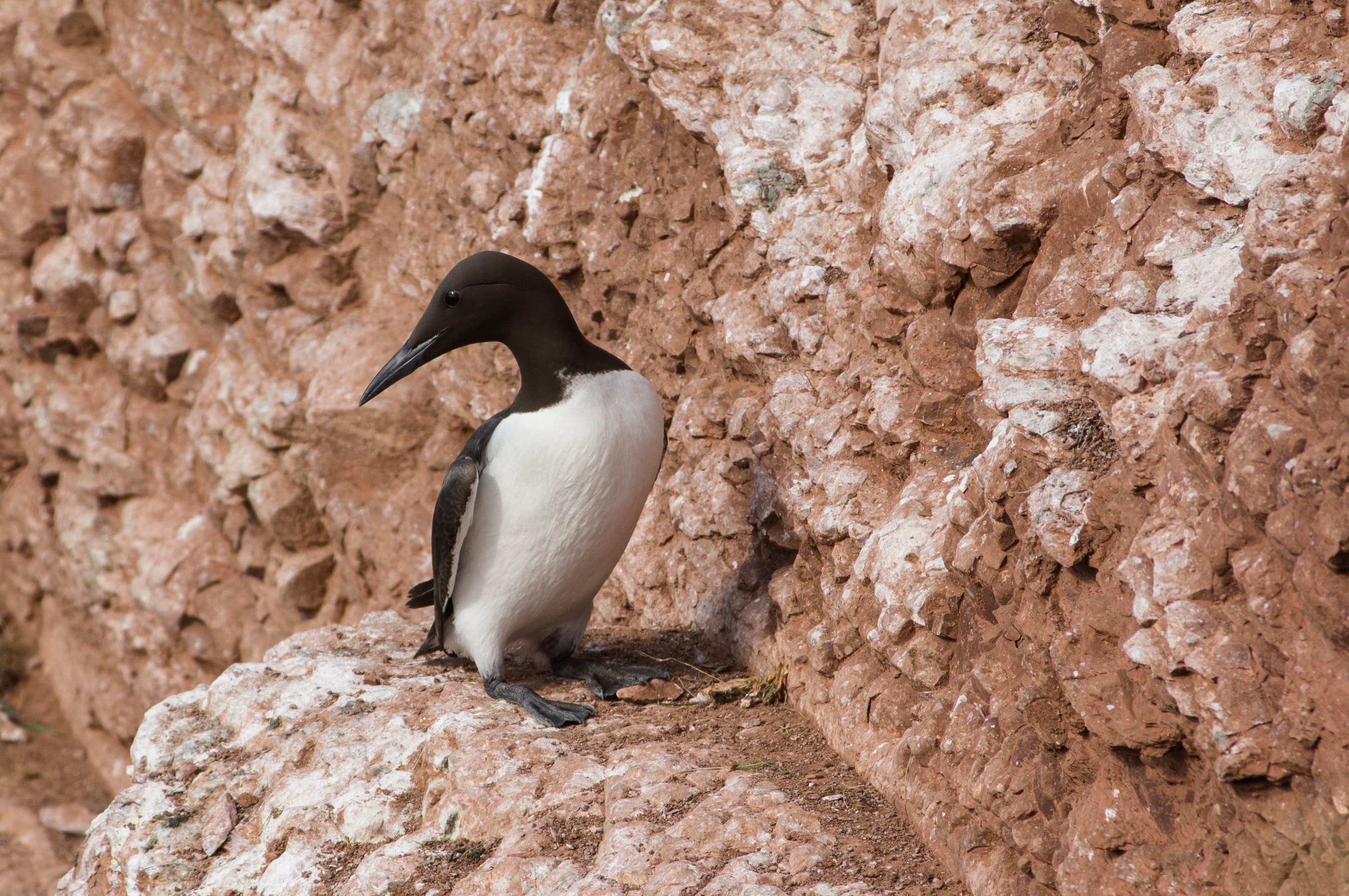 Common Guillemot