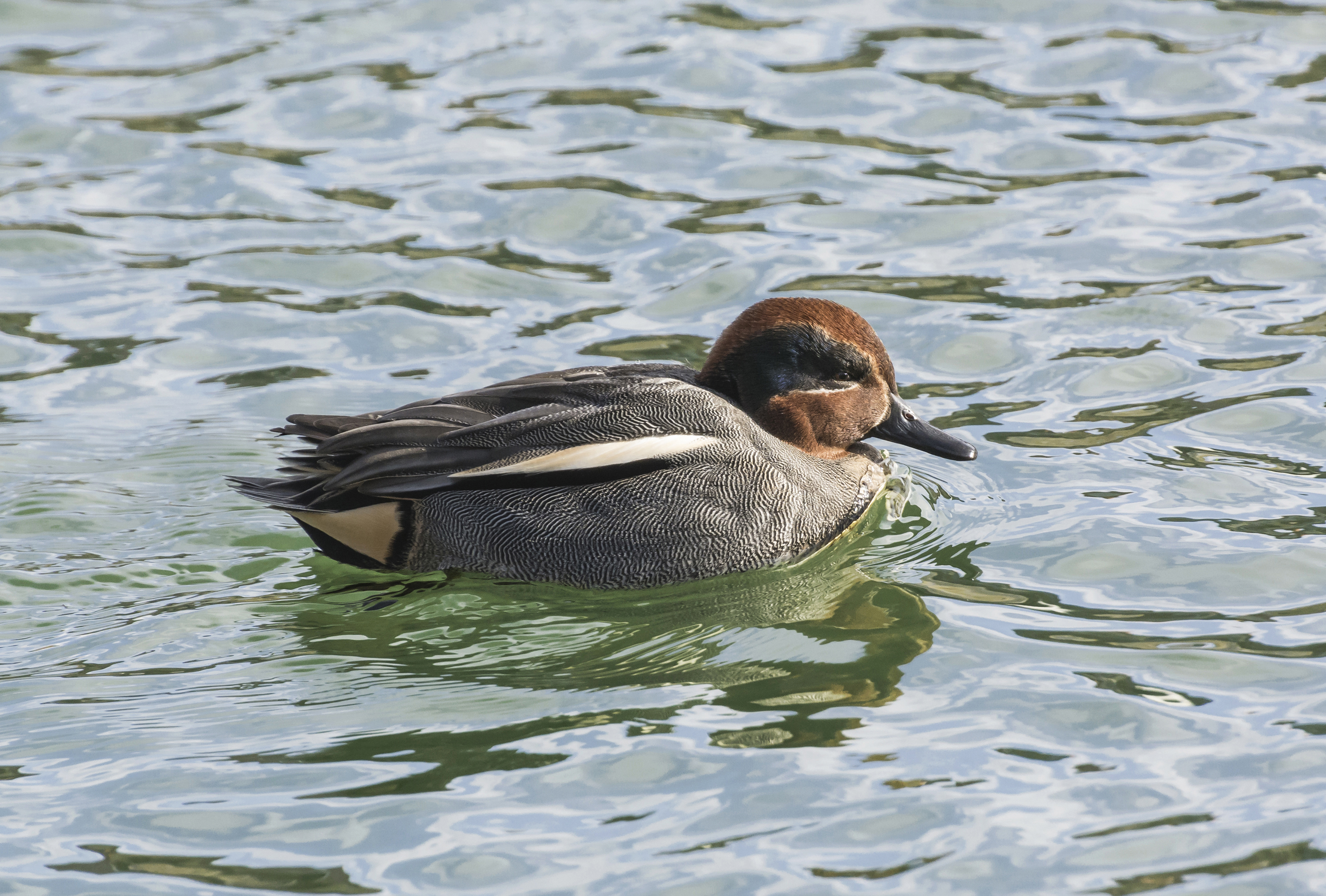 Green-winged Teal
