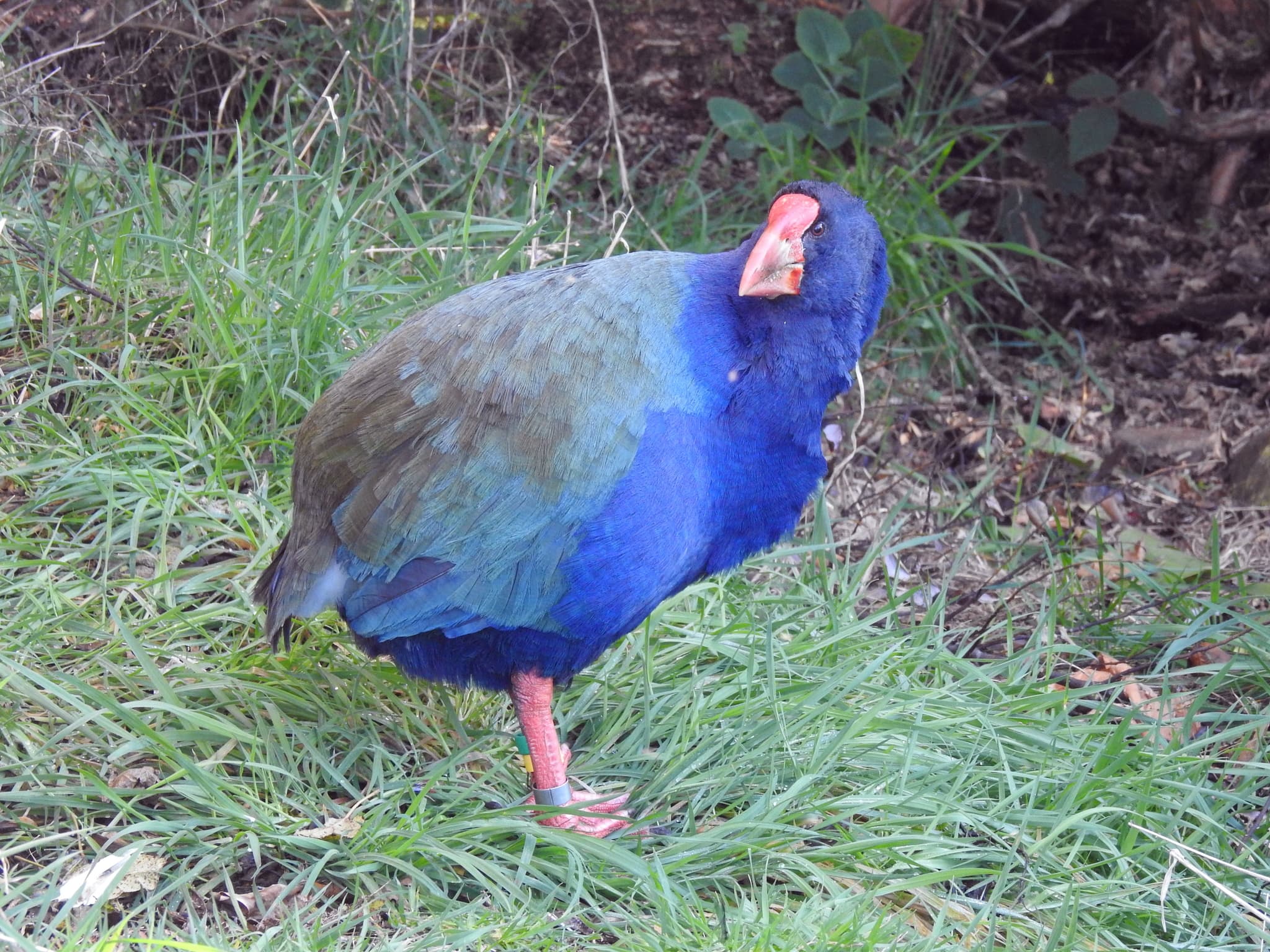 Takahe