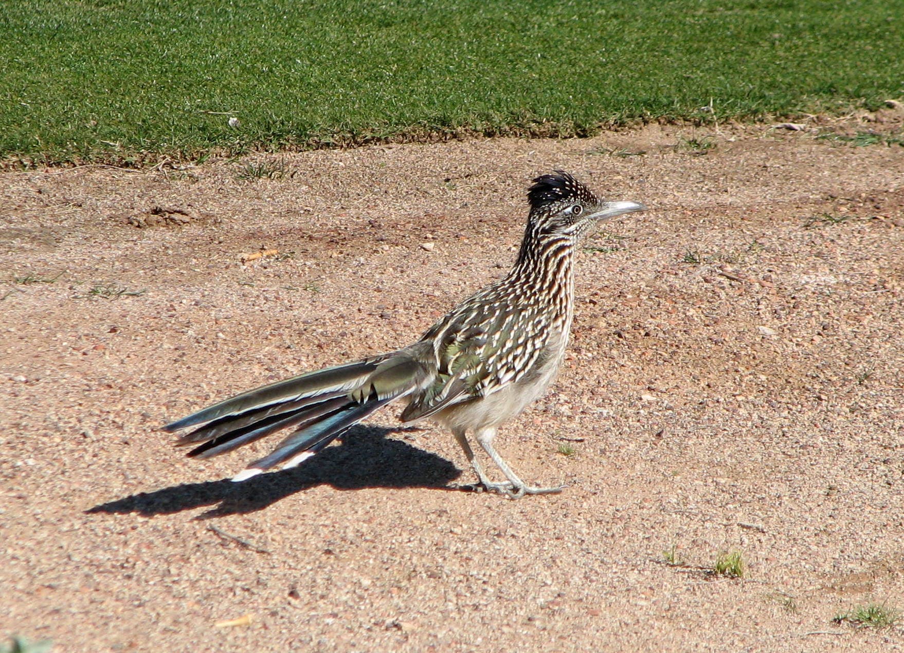 Greater Roadrunner