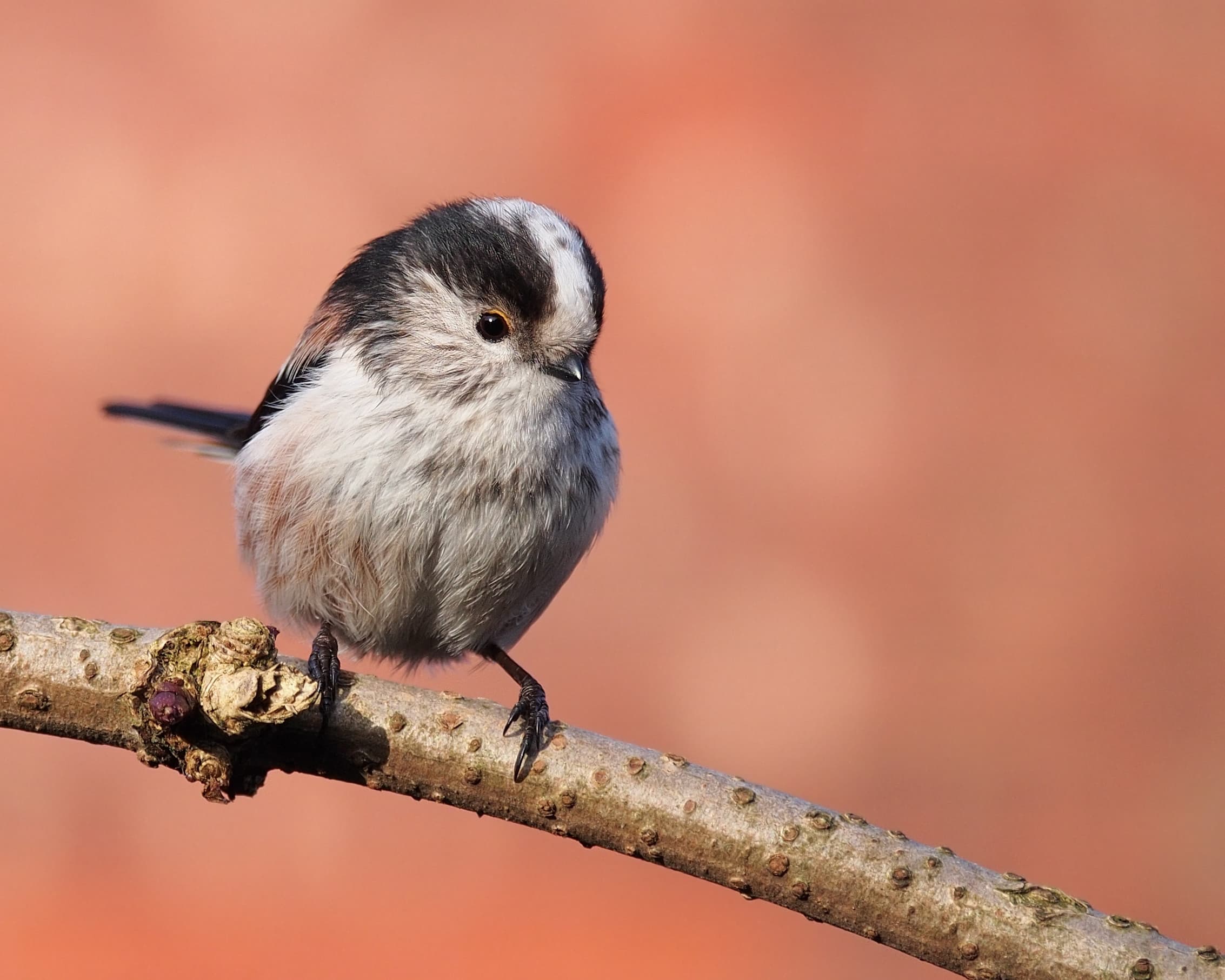 Long-tailed Tit