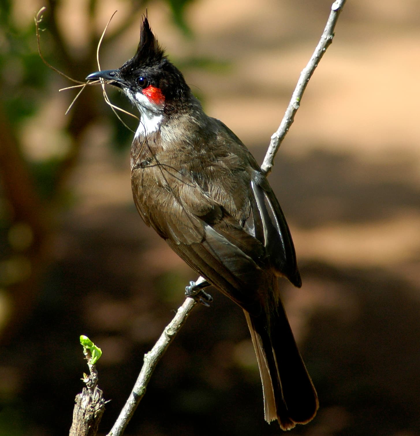 Red-whiskered Bulbul