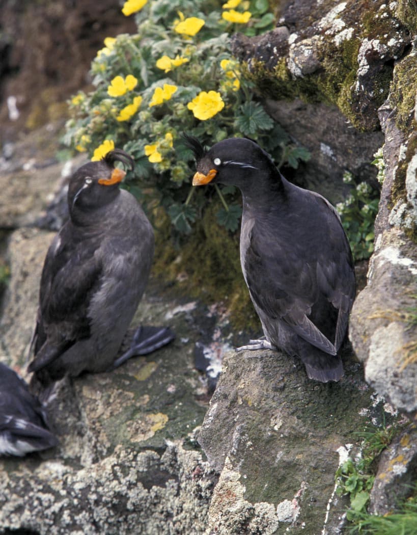 Crested Auklet