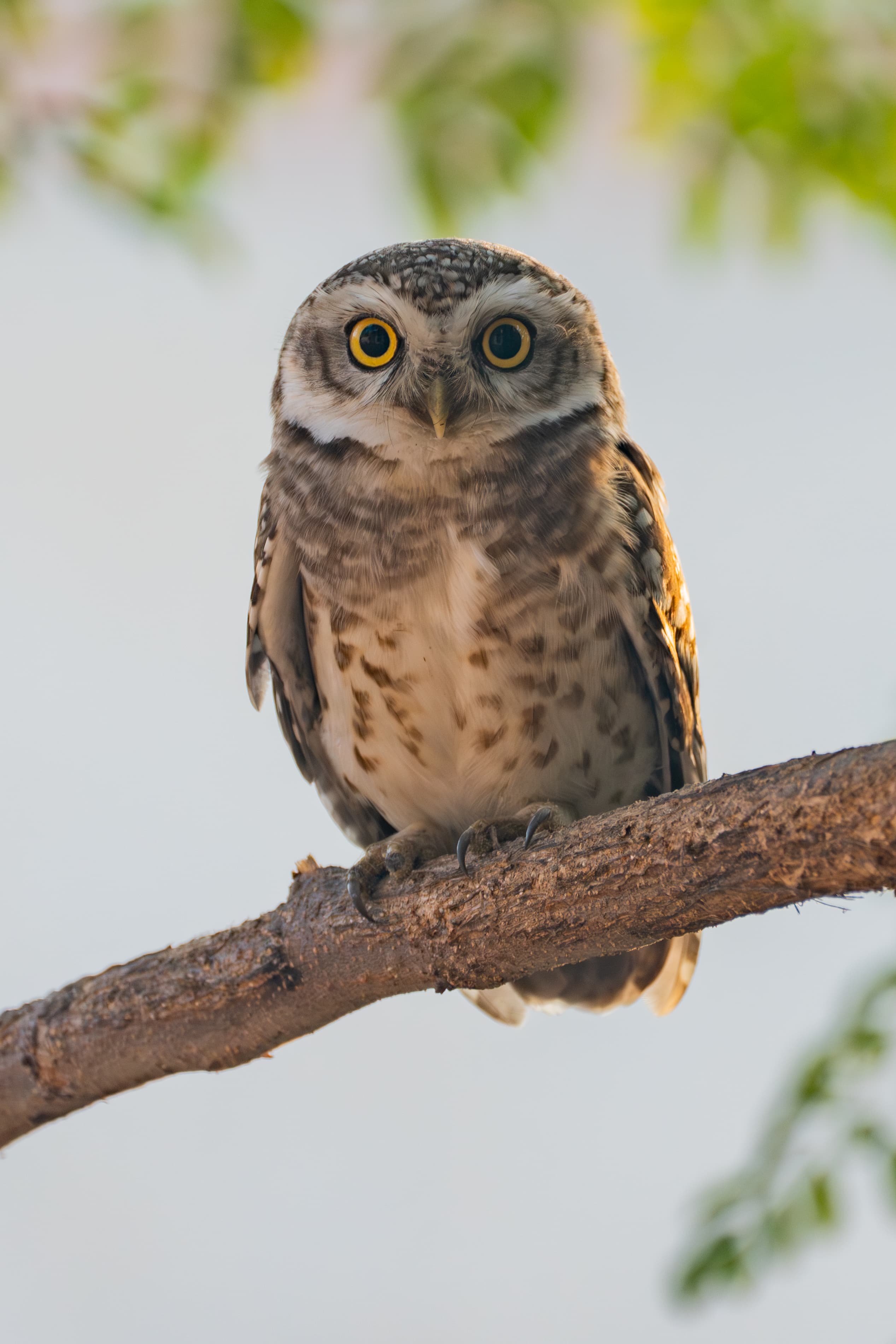 Spotted Owlet