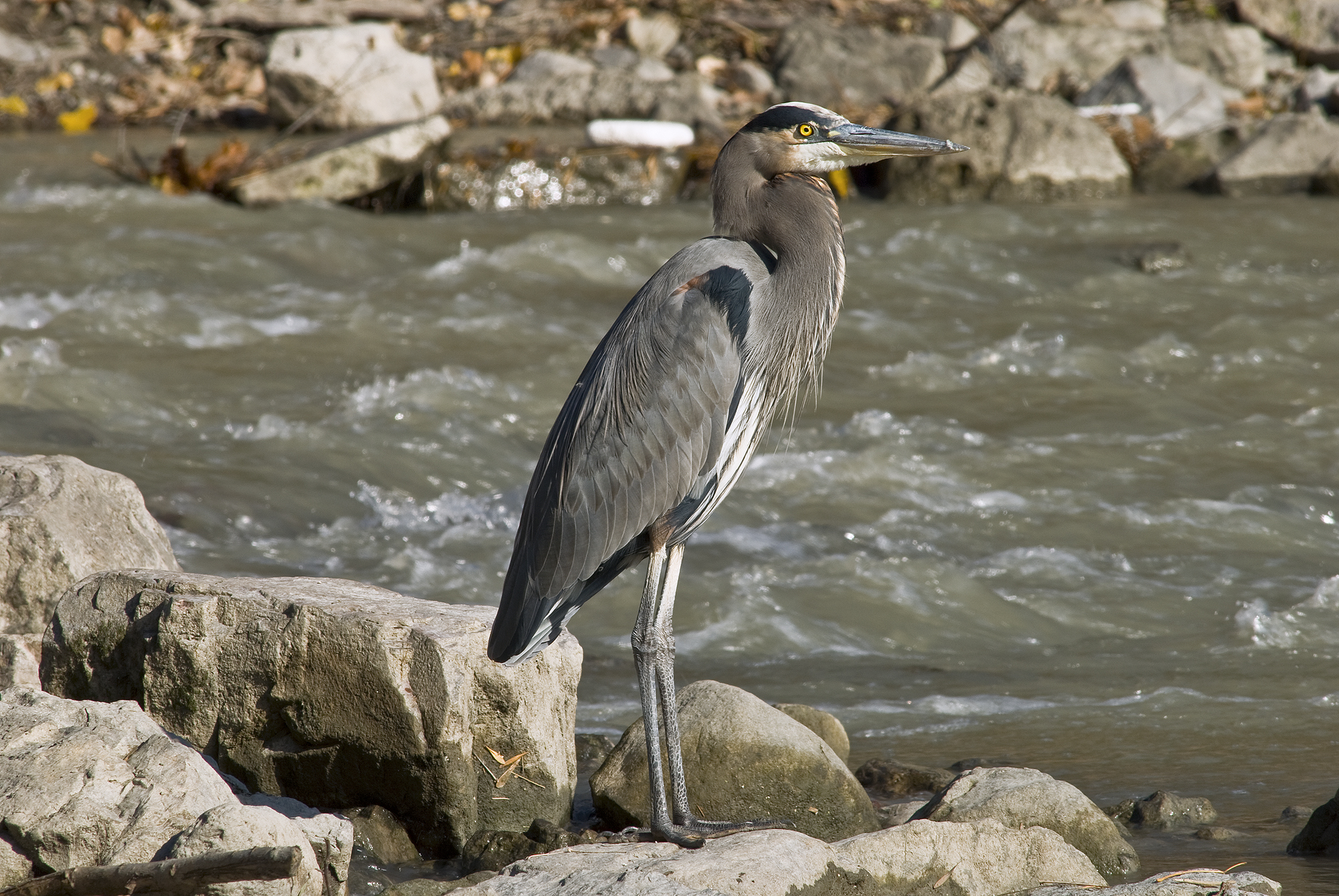 Great Blue Heron