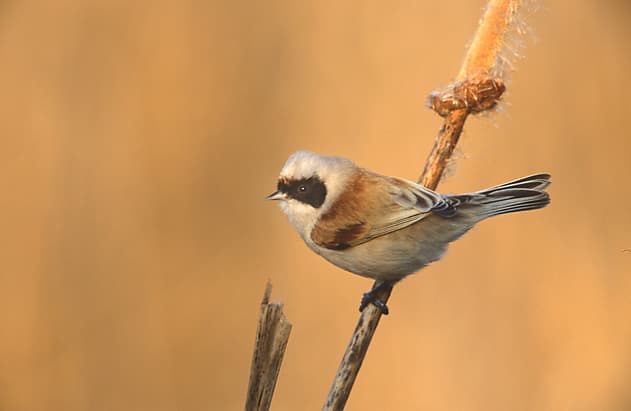 Penduline Tit