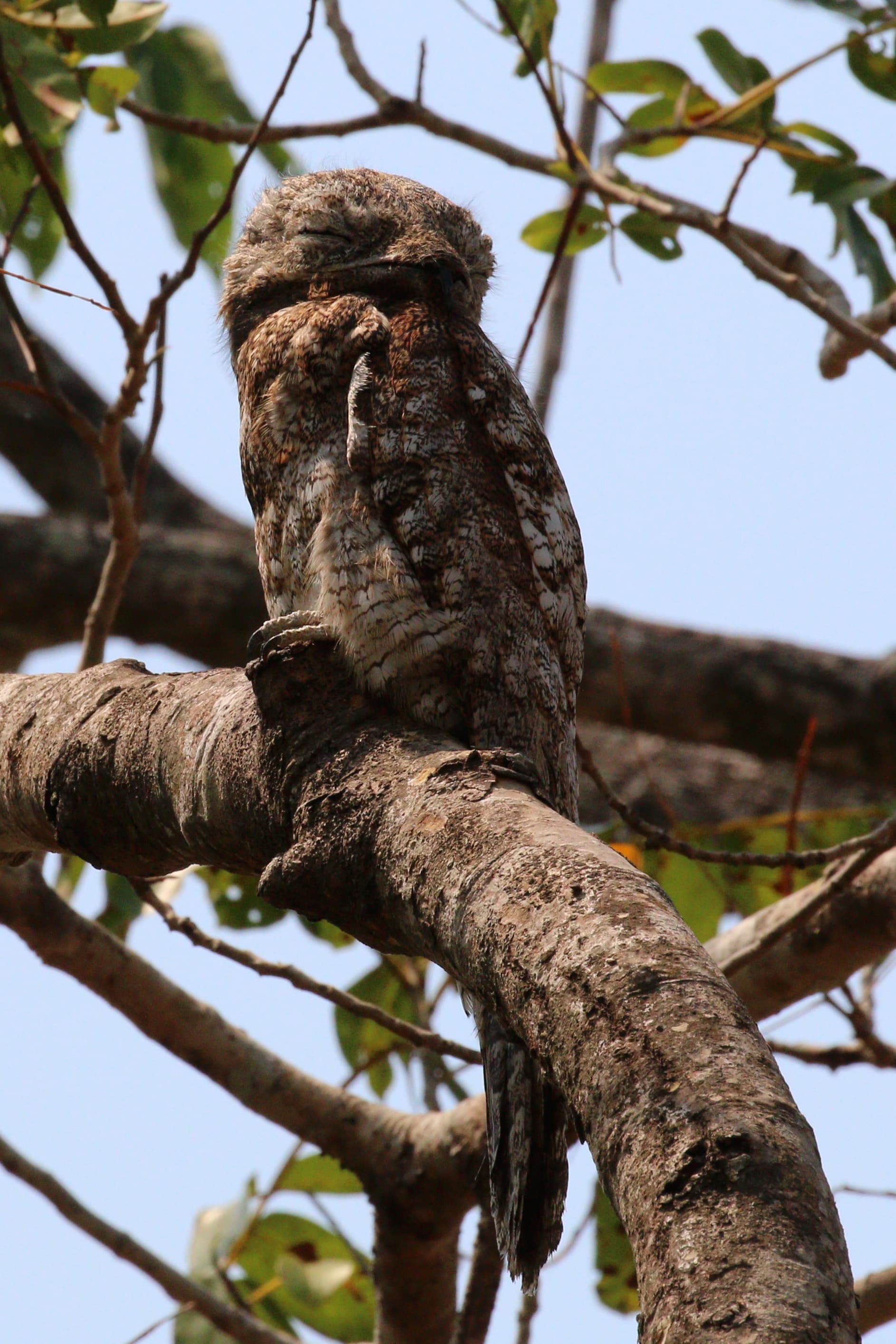 Great Potoo