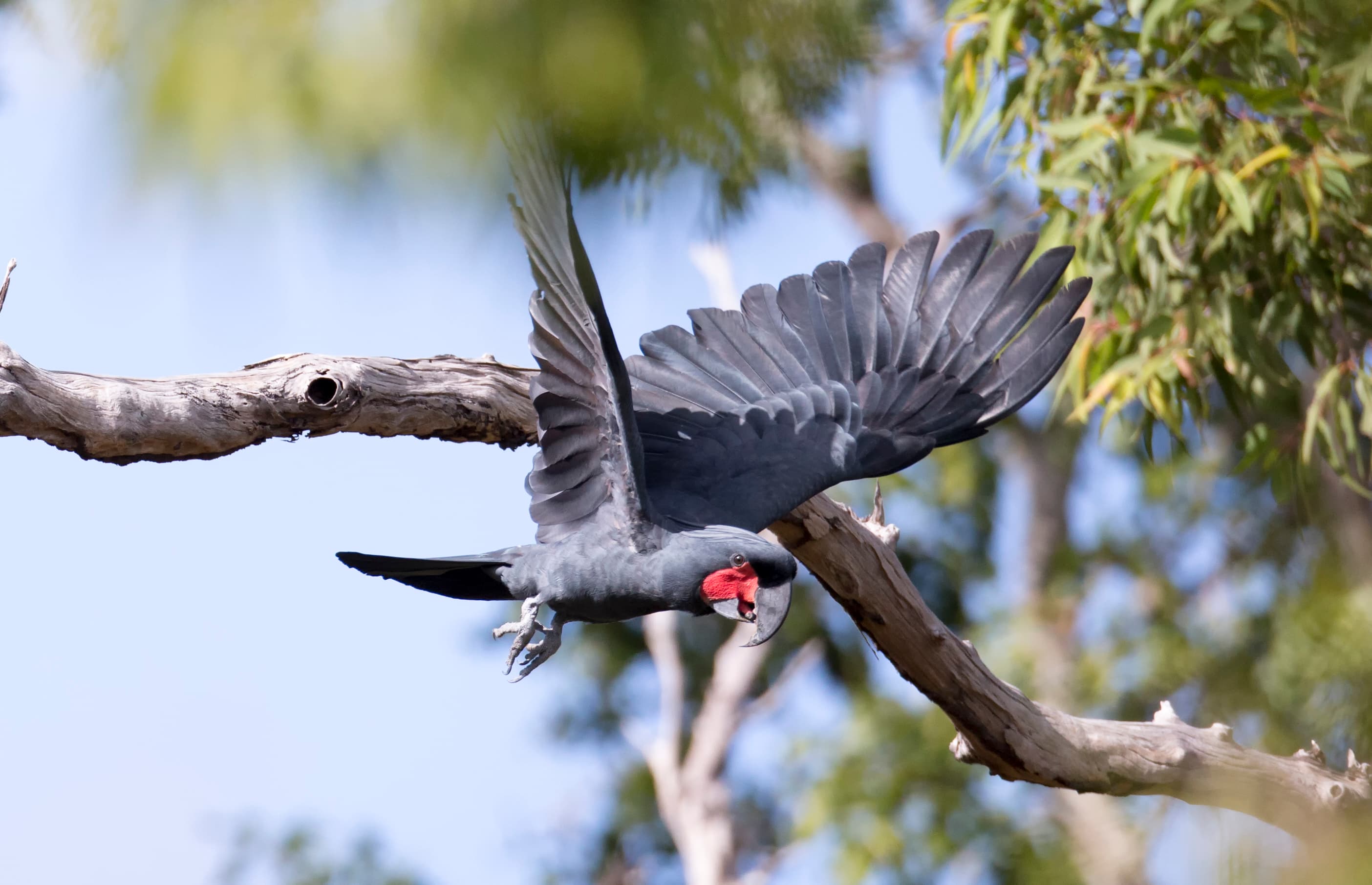Palm Cockatoo