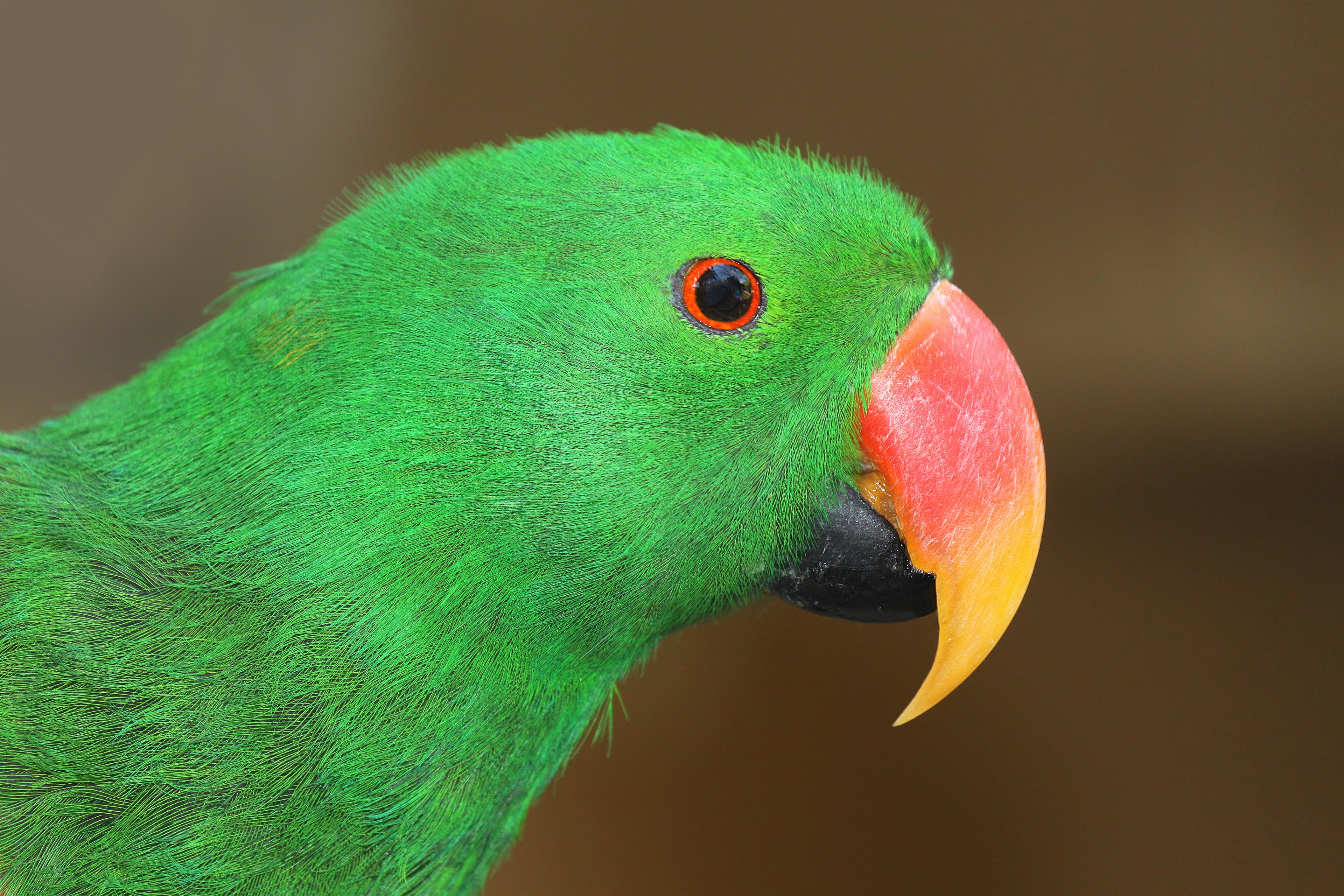 Eclectus Parrot
