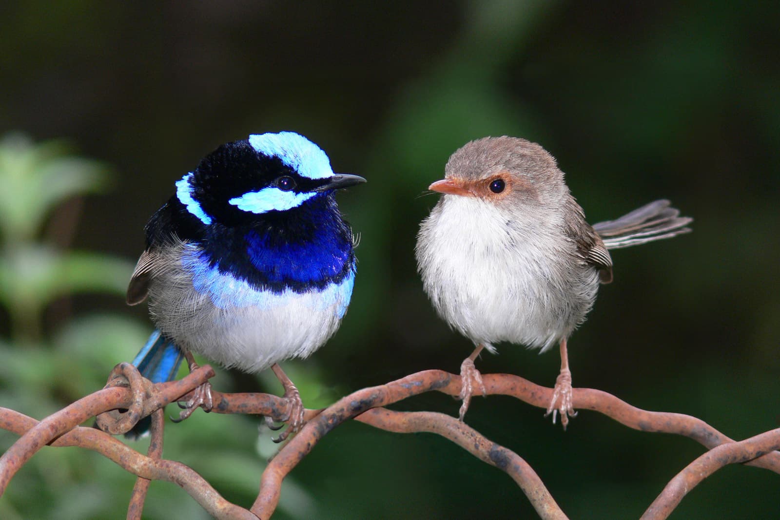 Fairy-wren (Superb)