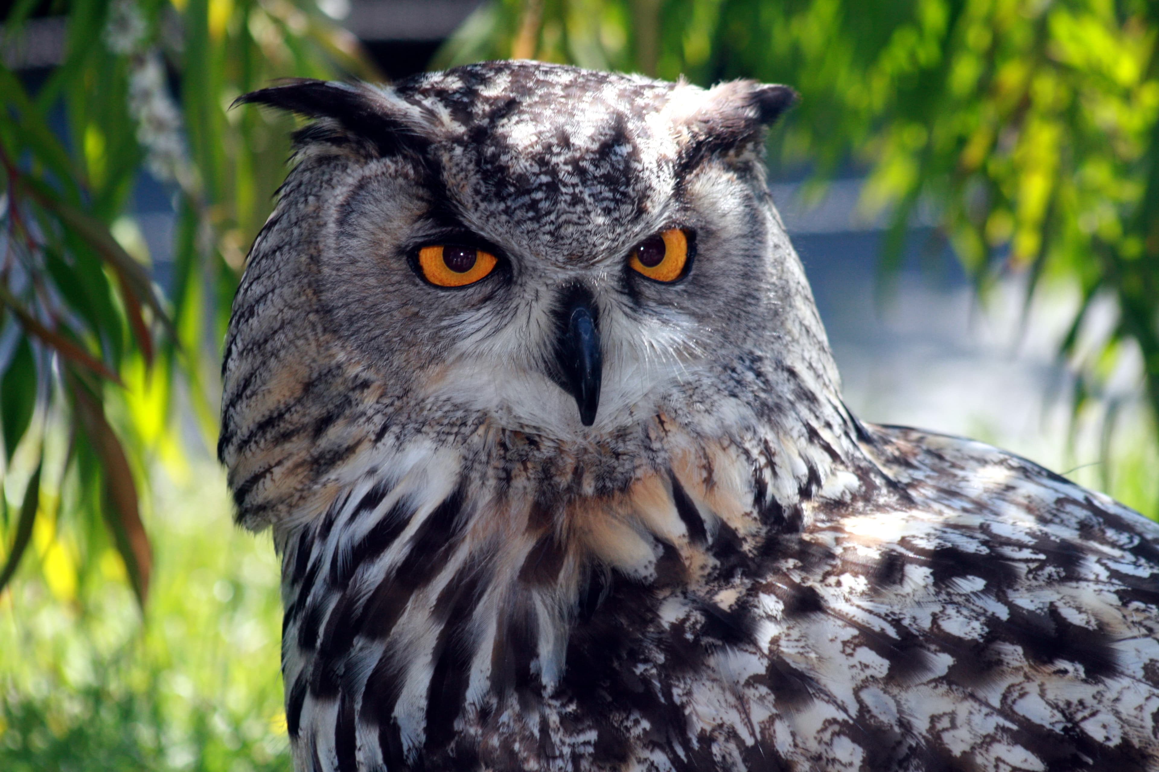 Eurasian Eagle-Owl