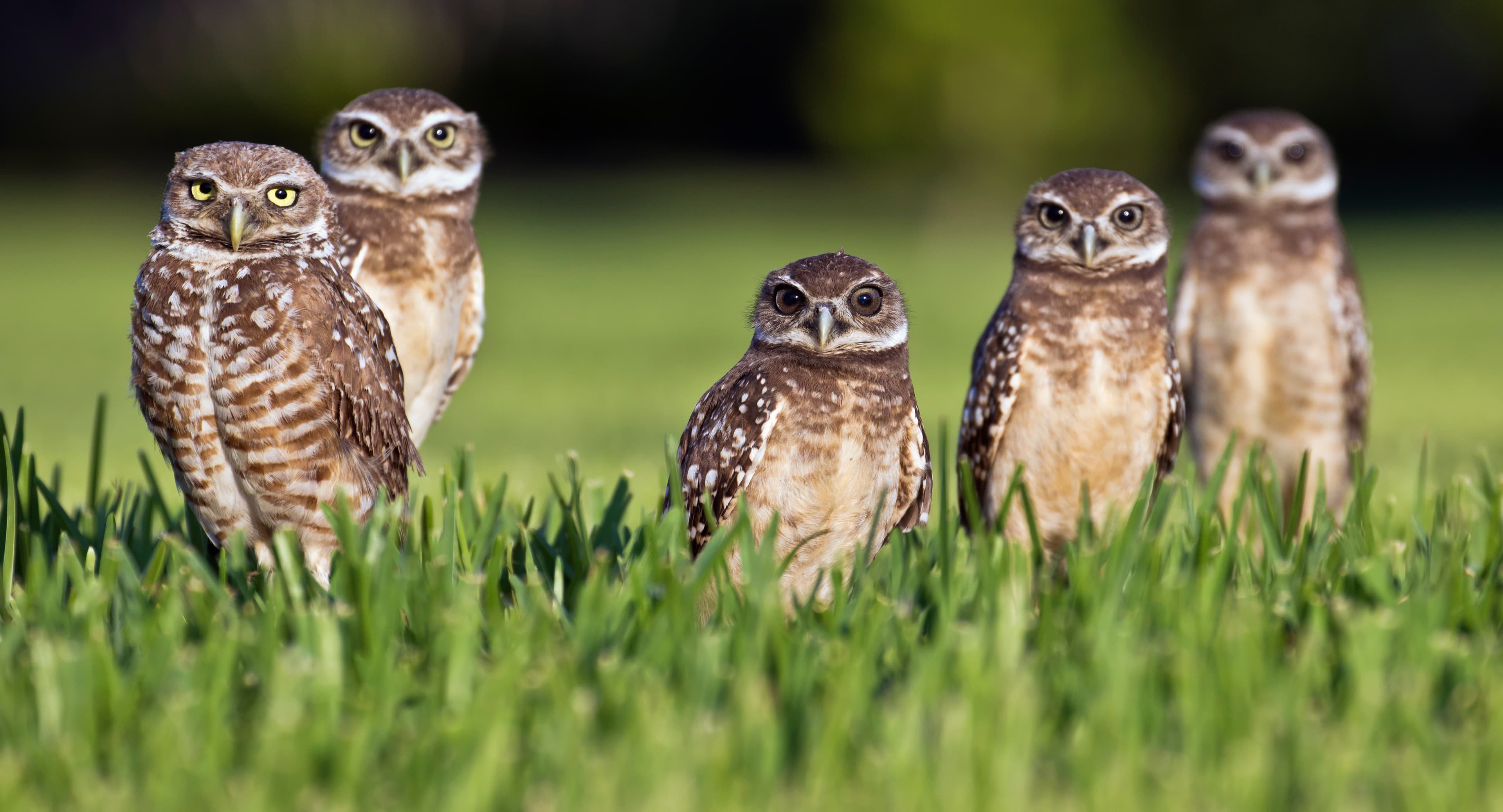 Burrowing Owl