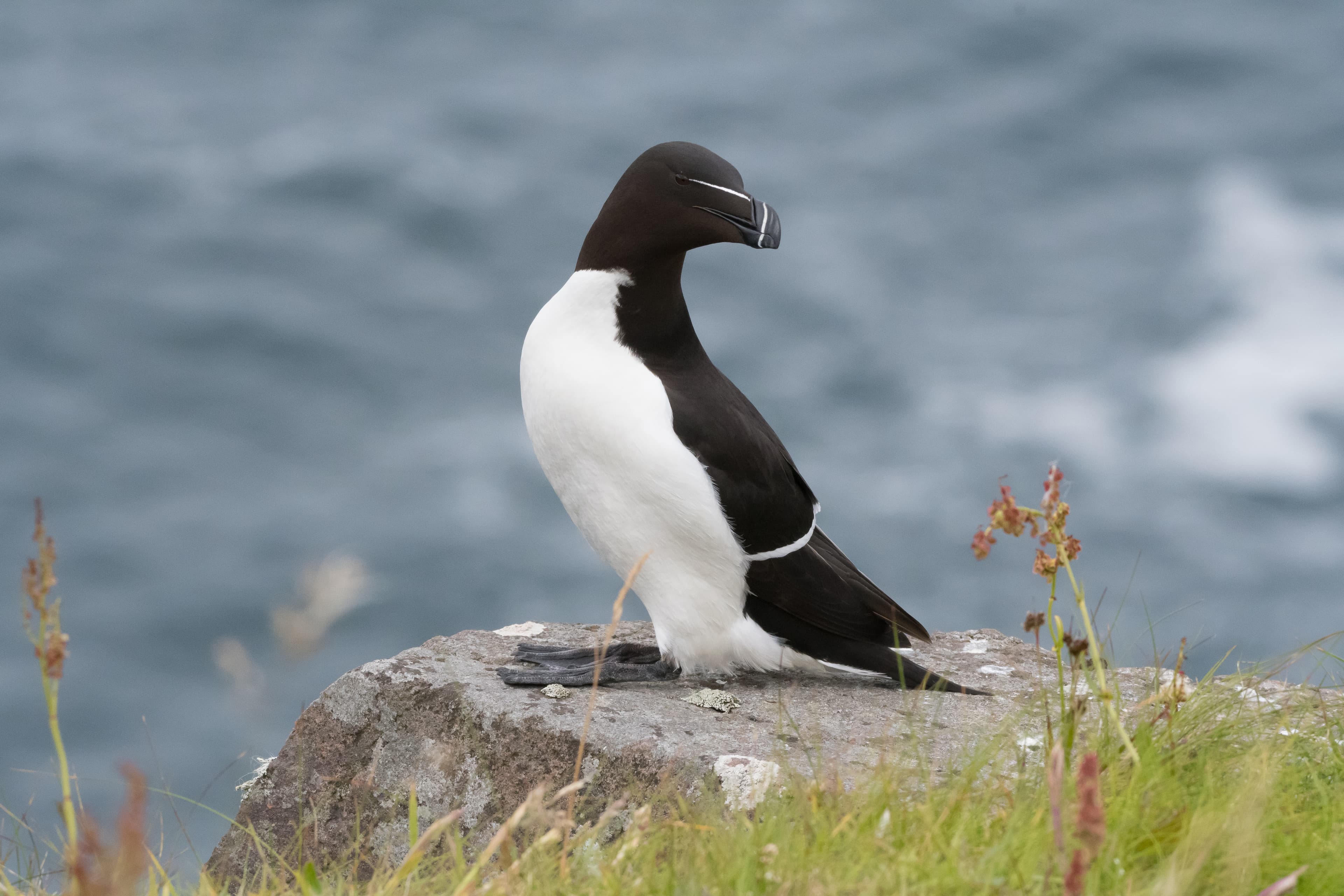Razorbill