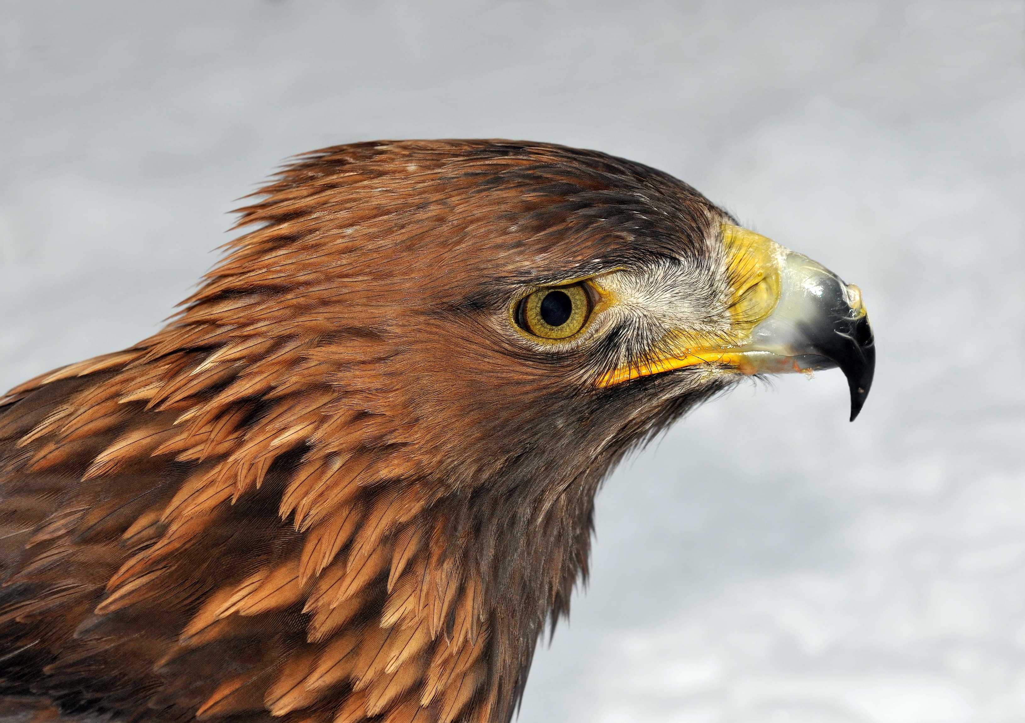 Golden Eagle