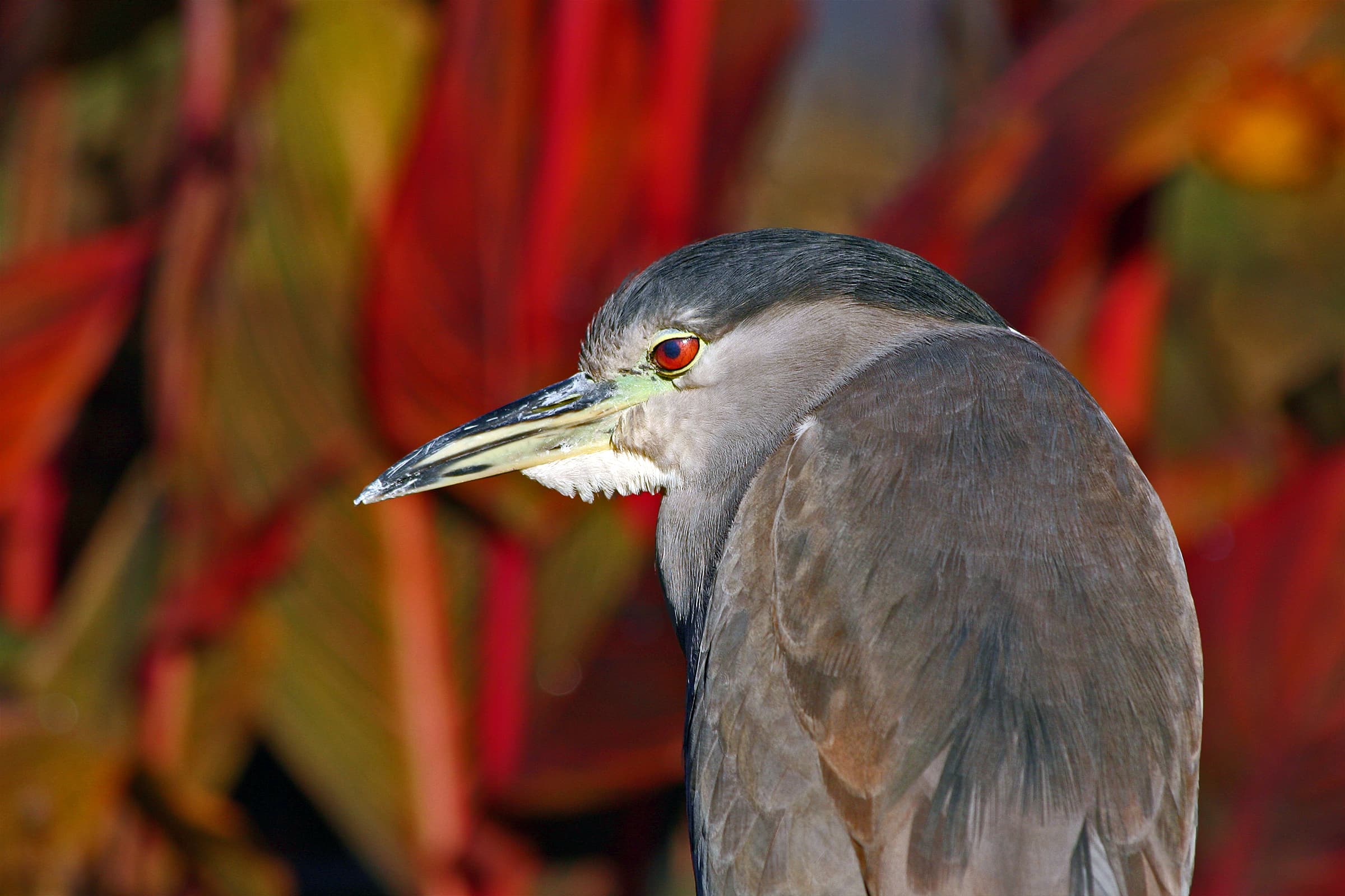 Black-crowned Night Heron