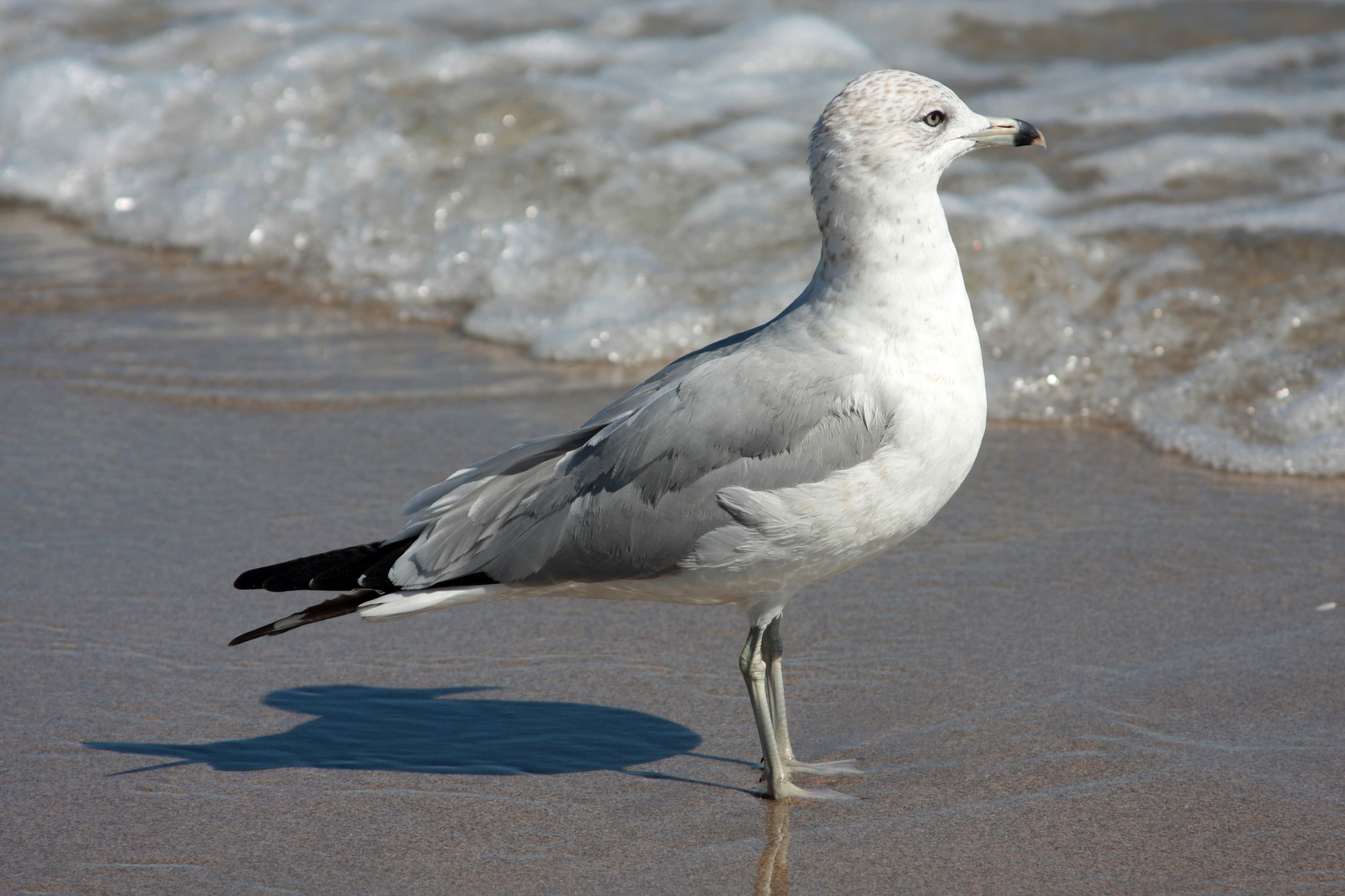 Ring-billed Gull