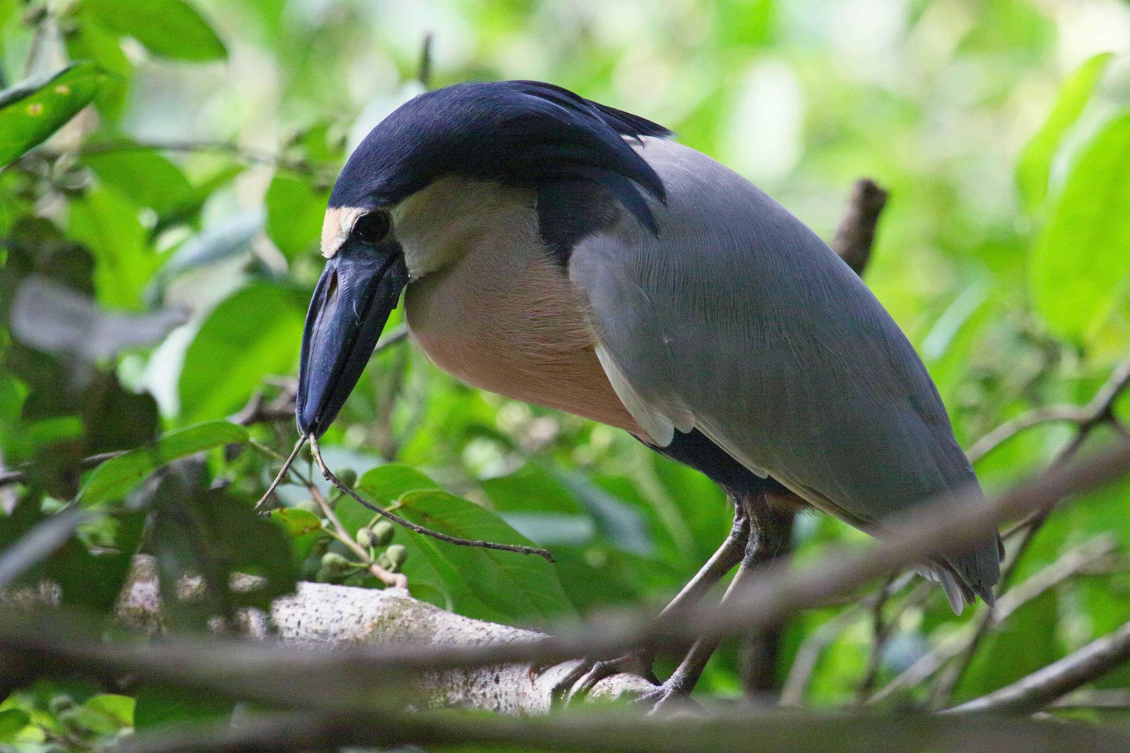 Boat-billed Heron