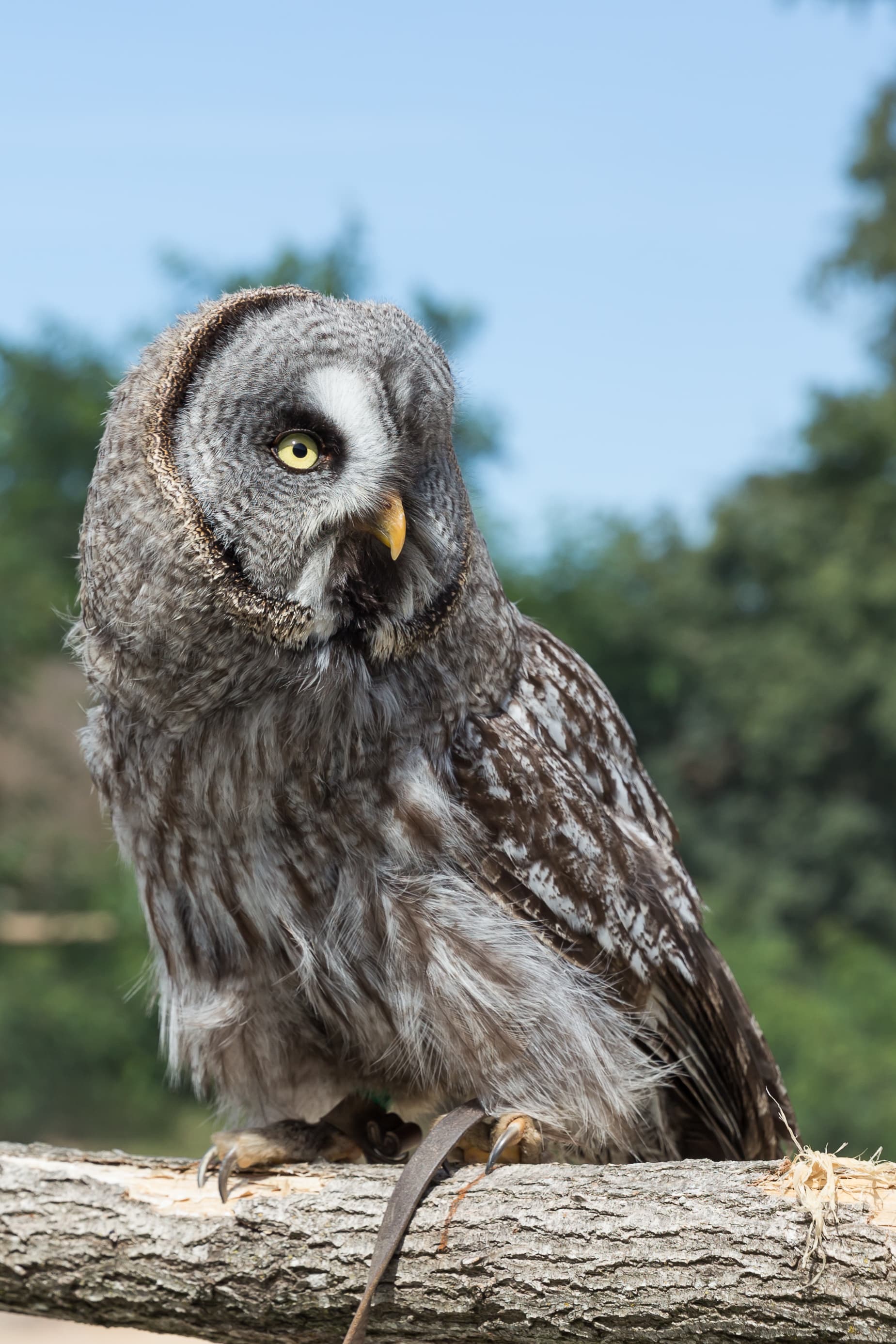 Great Grey Owl