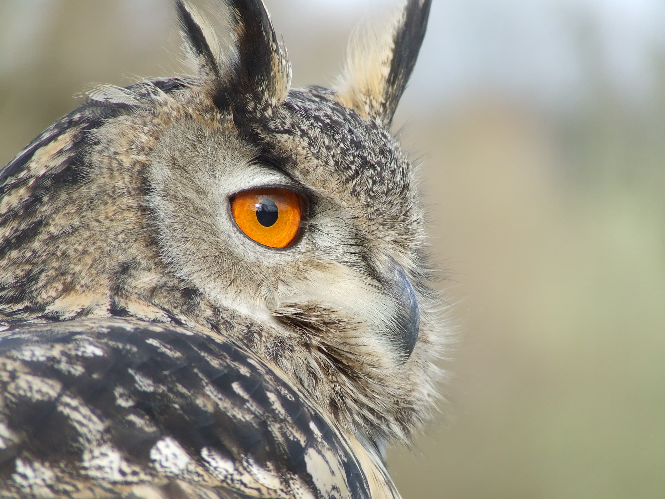 Eurasian Eagle-Owl