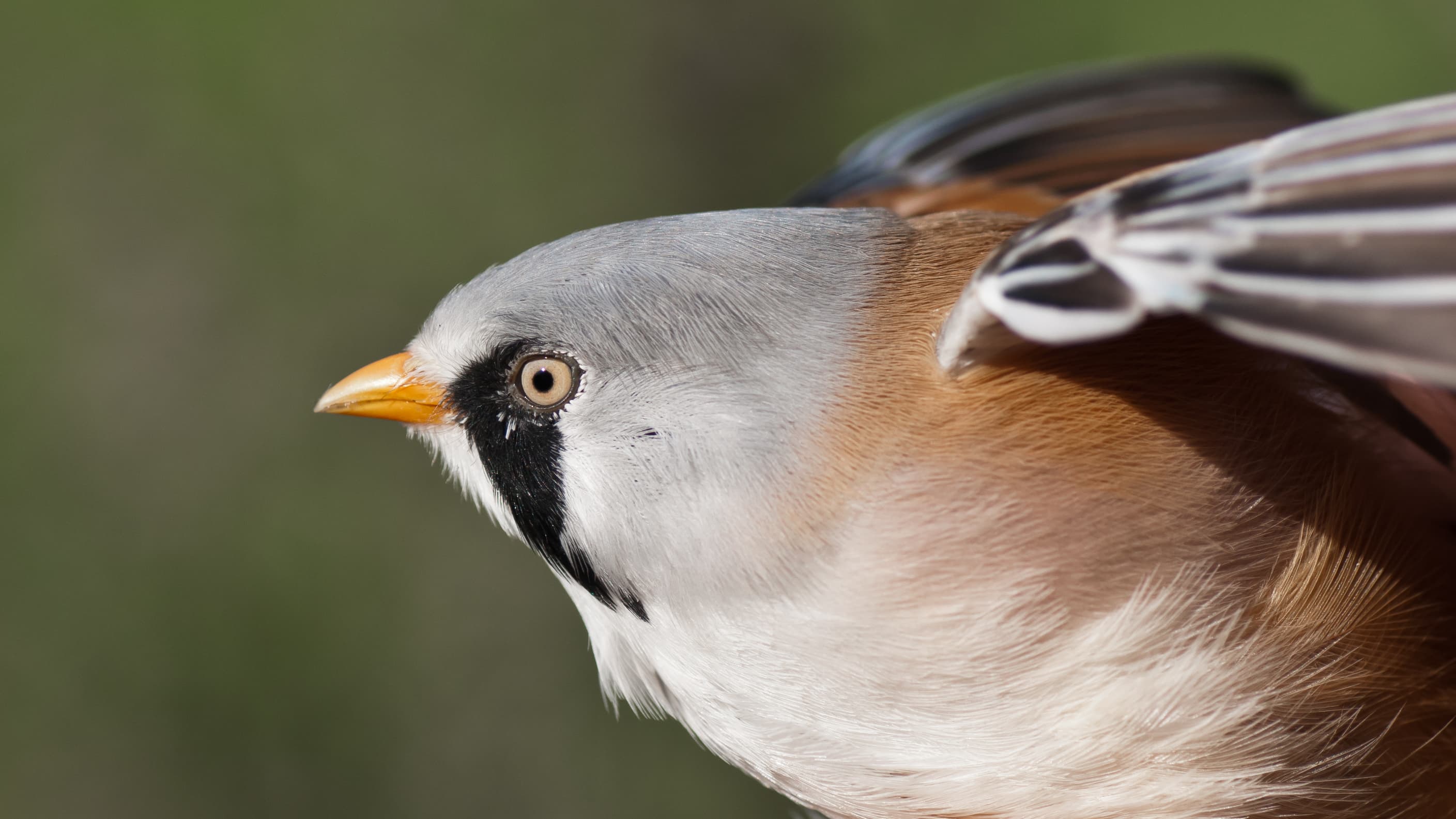 Bearded Reedling