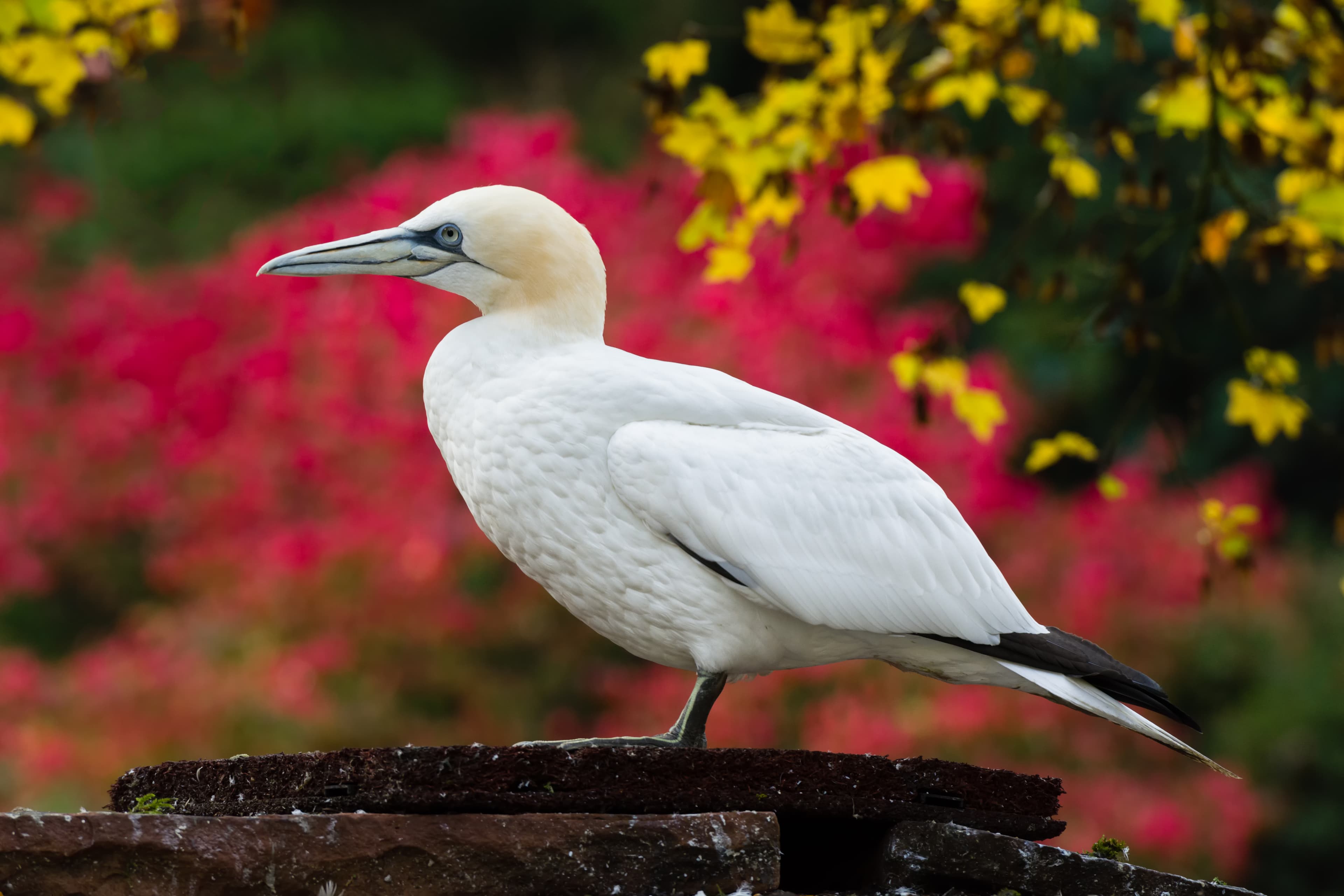 Northern Gannet