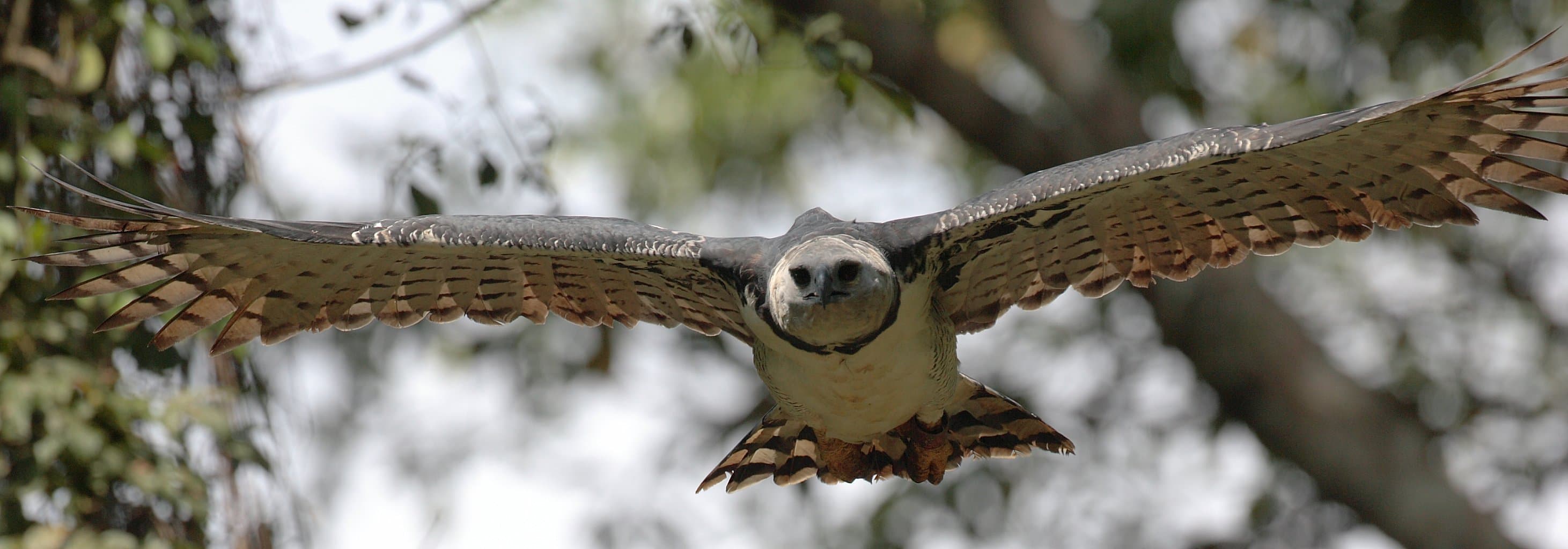 Harpy Eagle