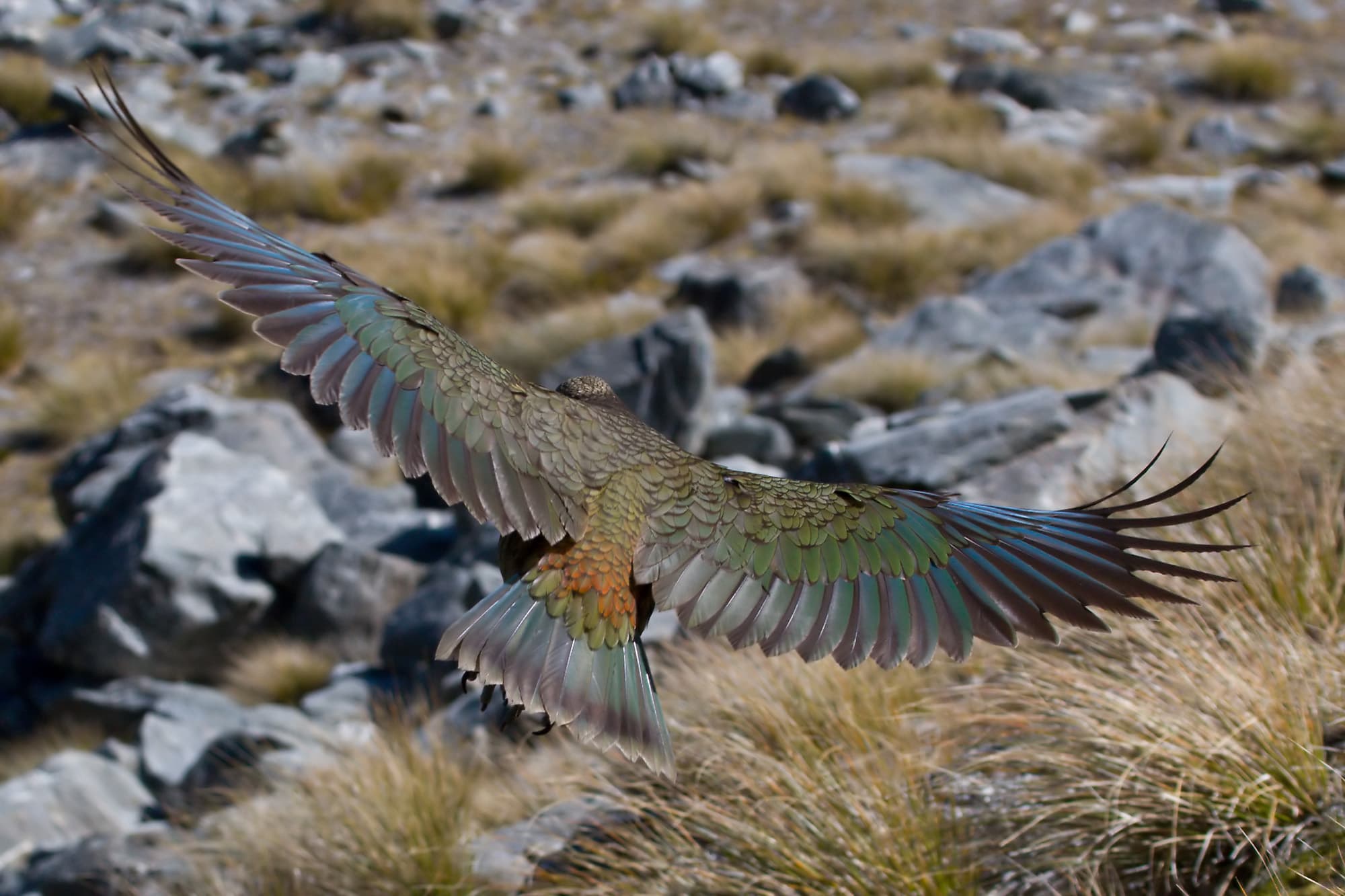 Kea