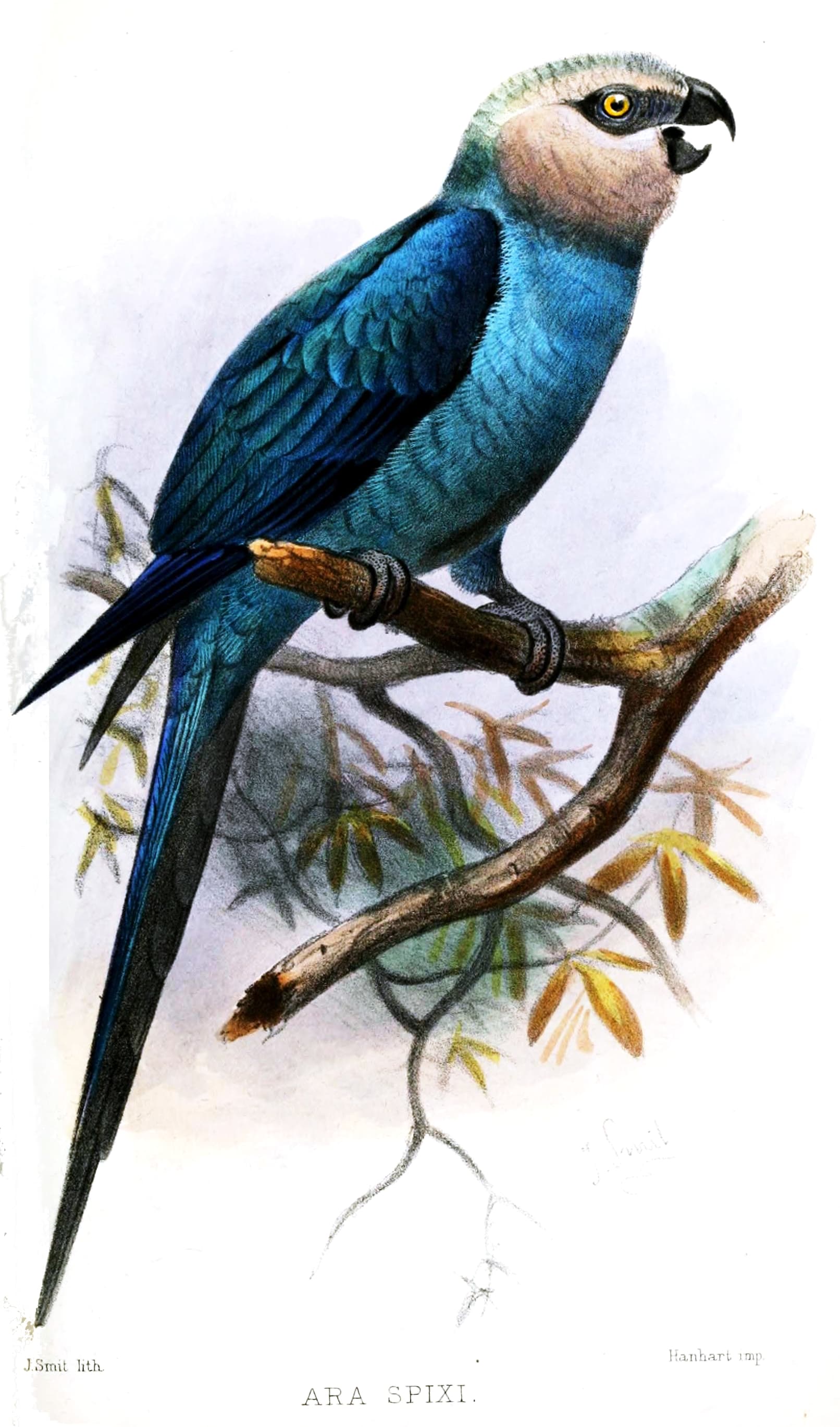 Spix's Macaw