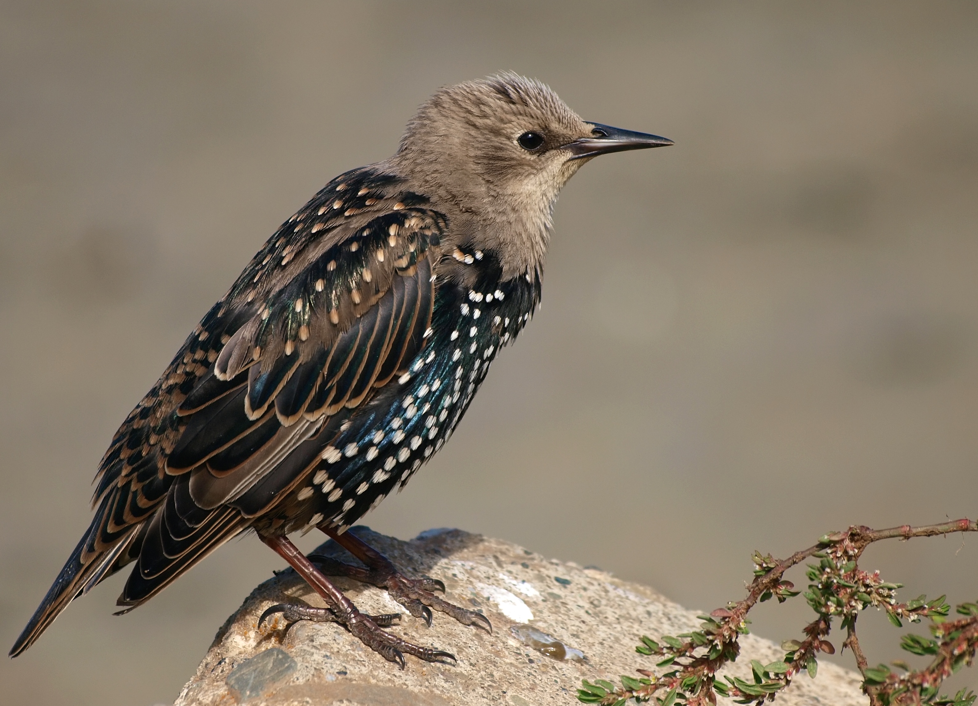 European Starling