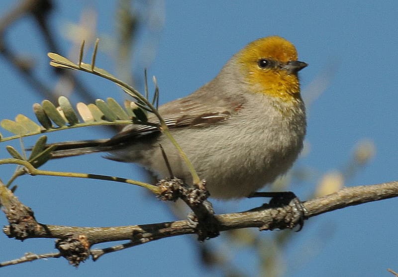 Verdin