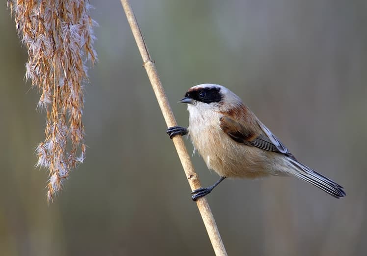 Penduline Tit