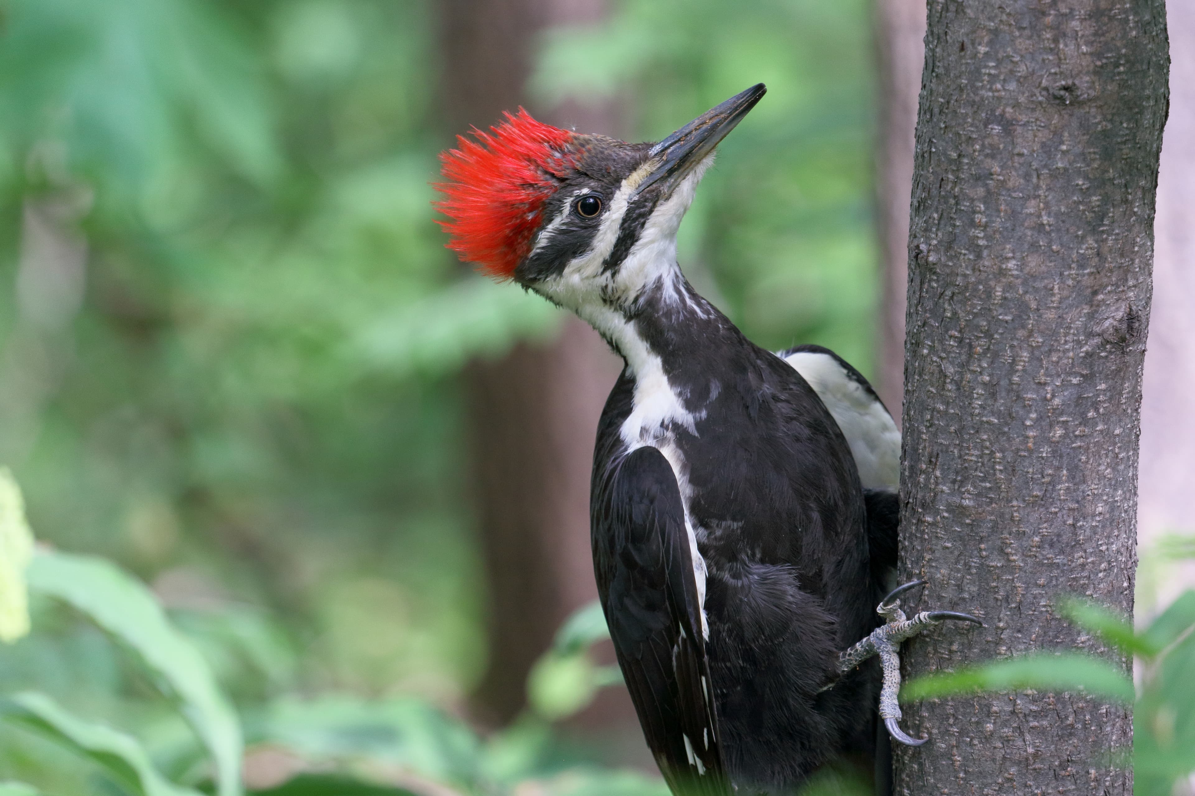 Pileated Woodpecker