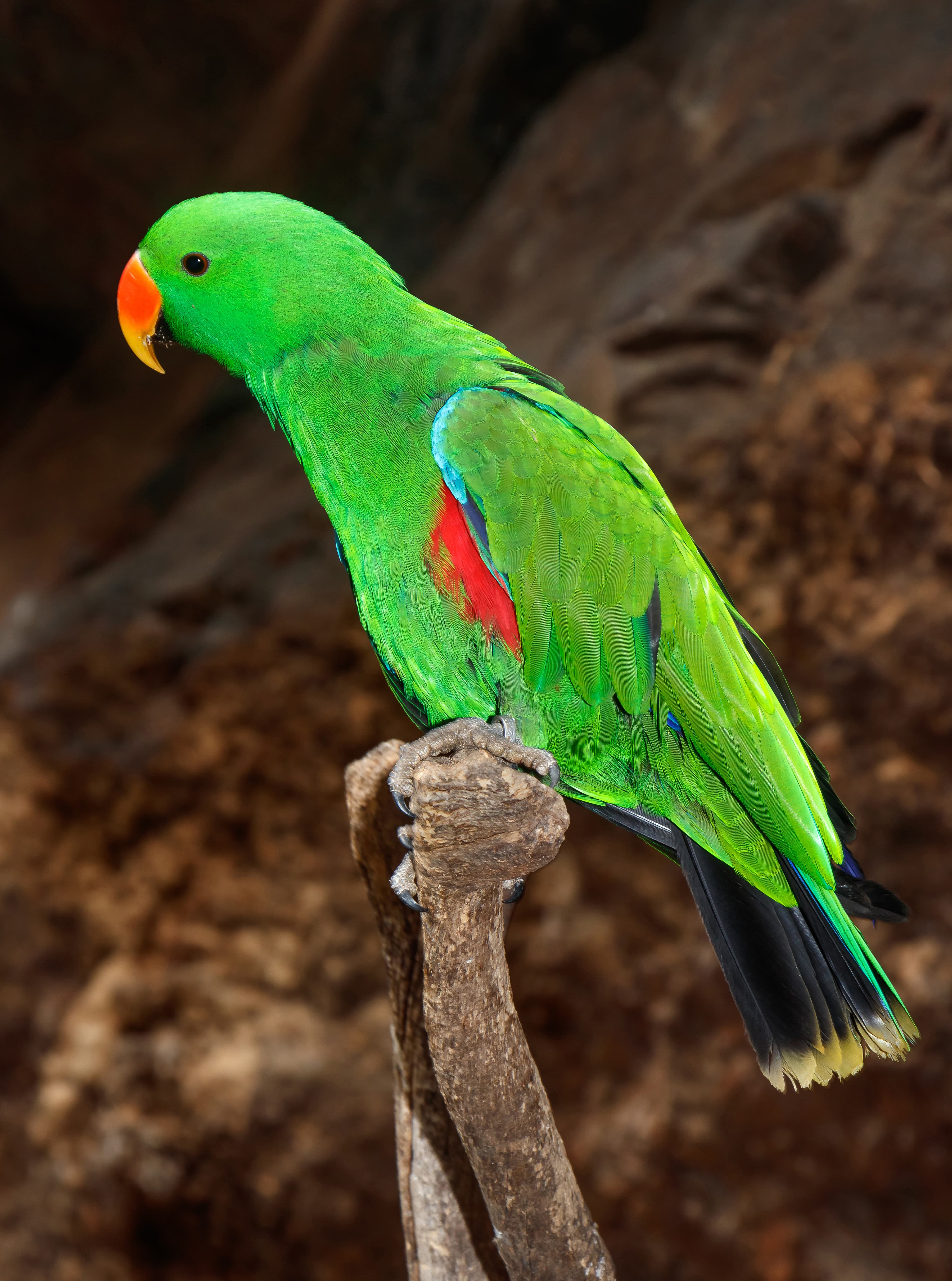Eclectus Parrot