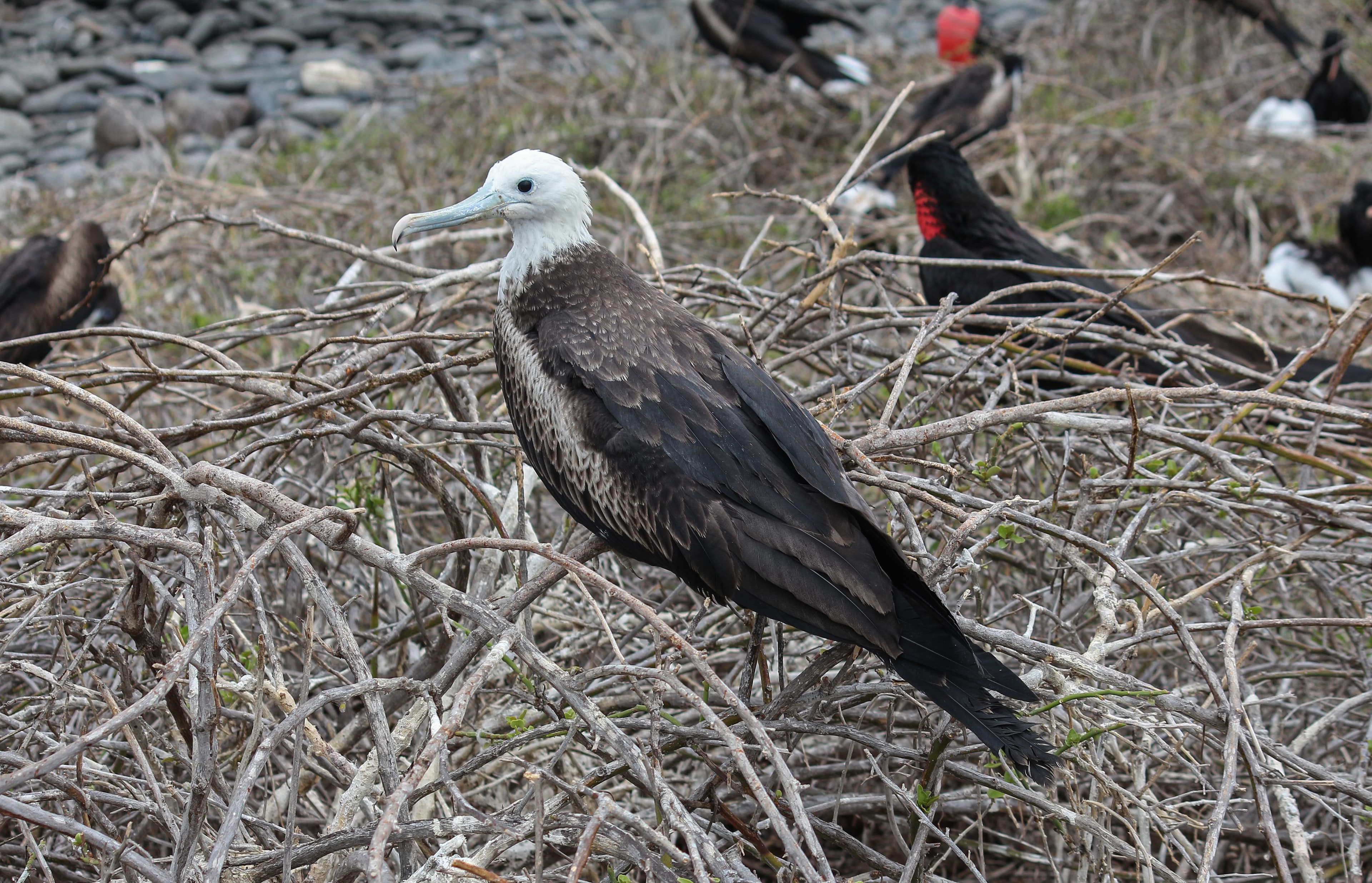 Magnificent Frigatebird