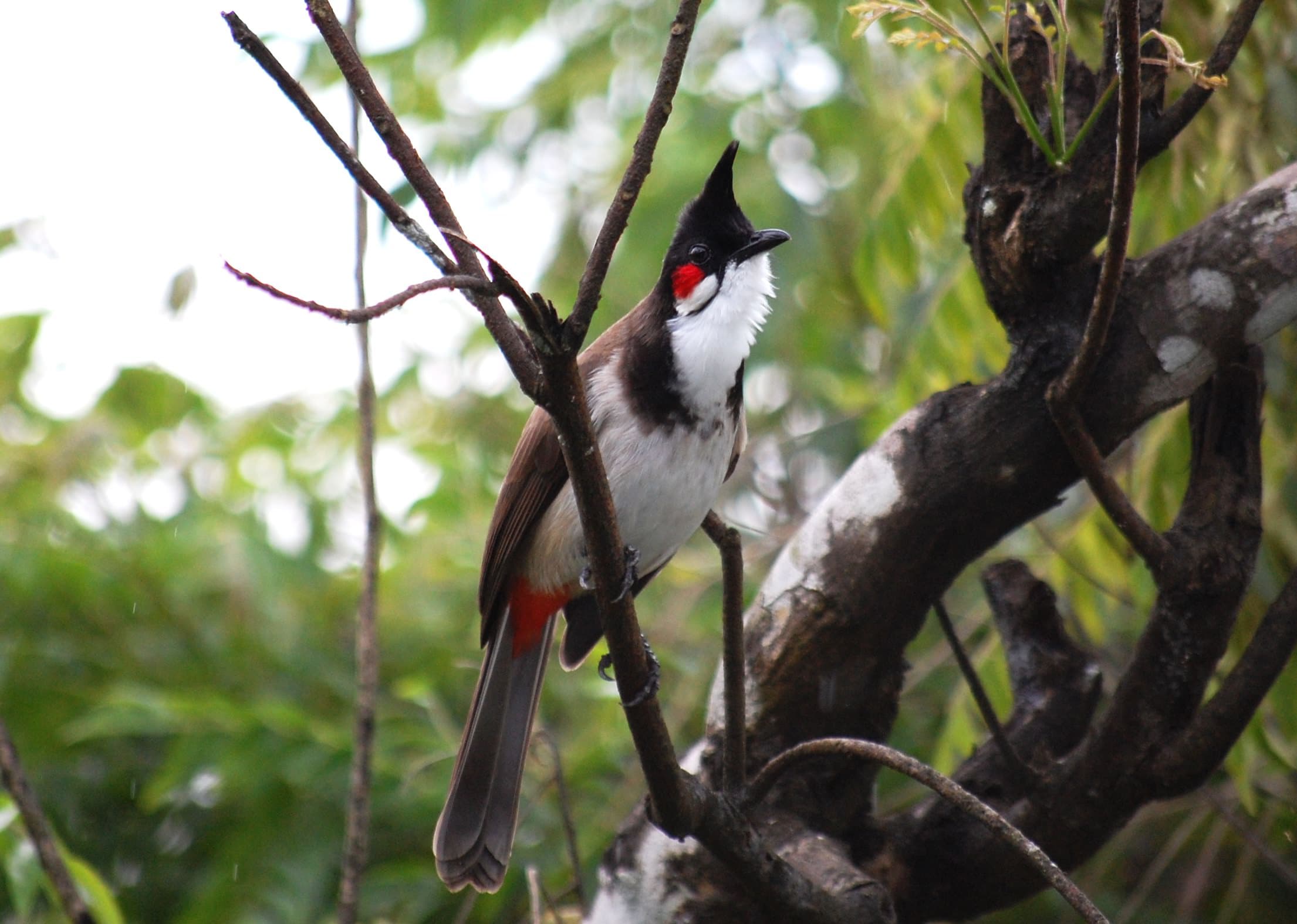 Red-whiskered Bulbul