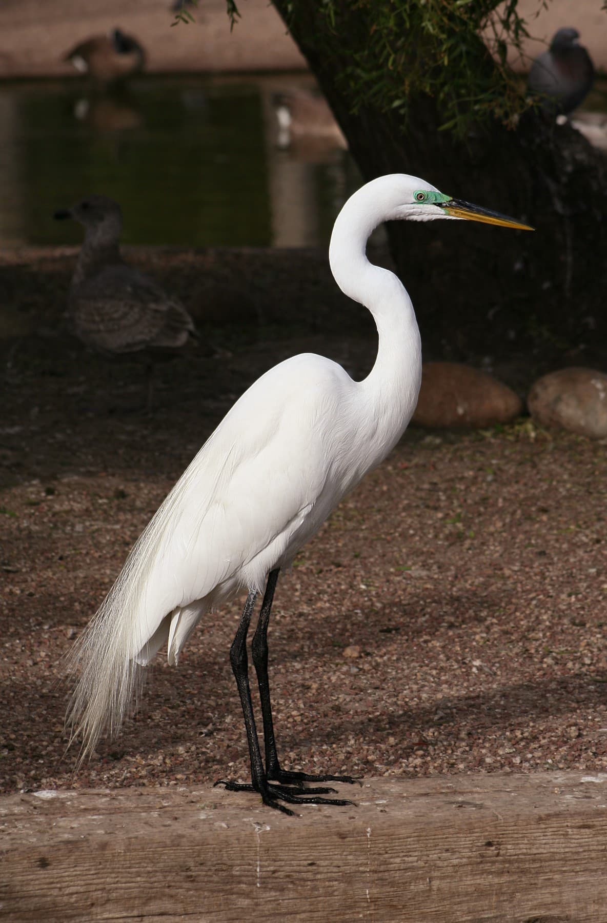 Great Egret