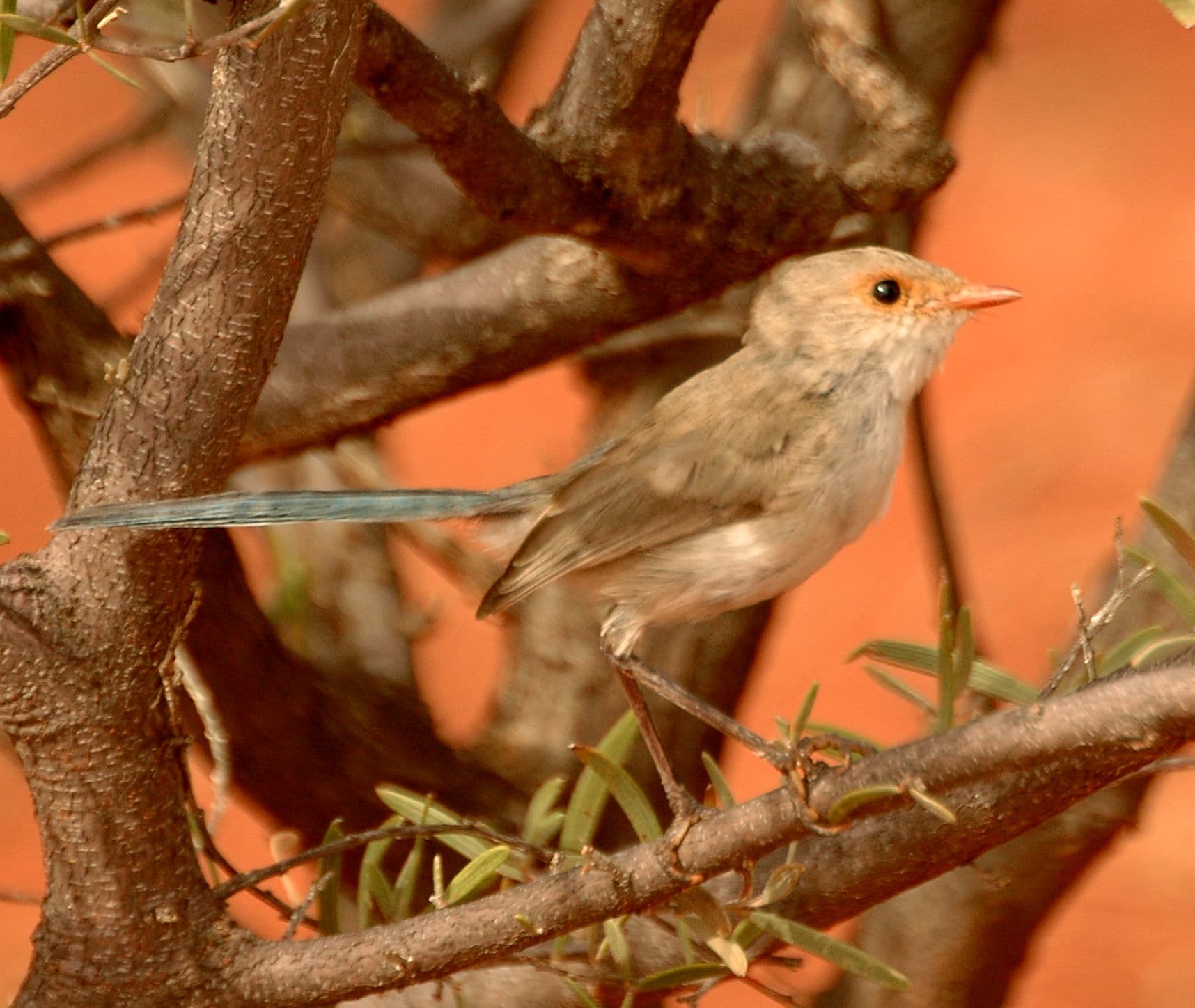 Splendid Fairywren