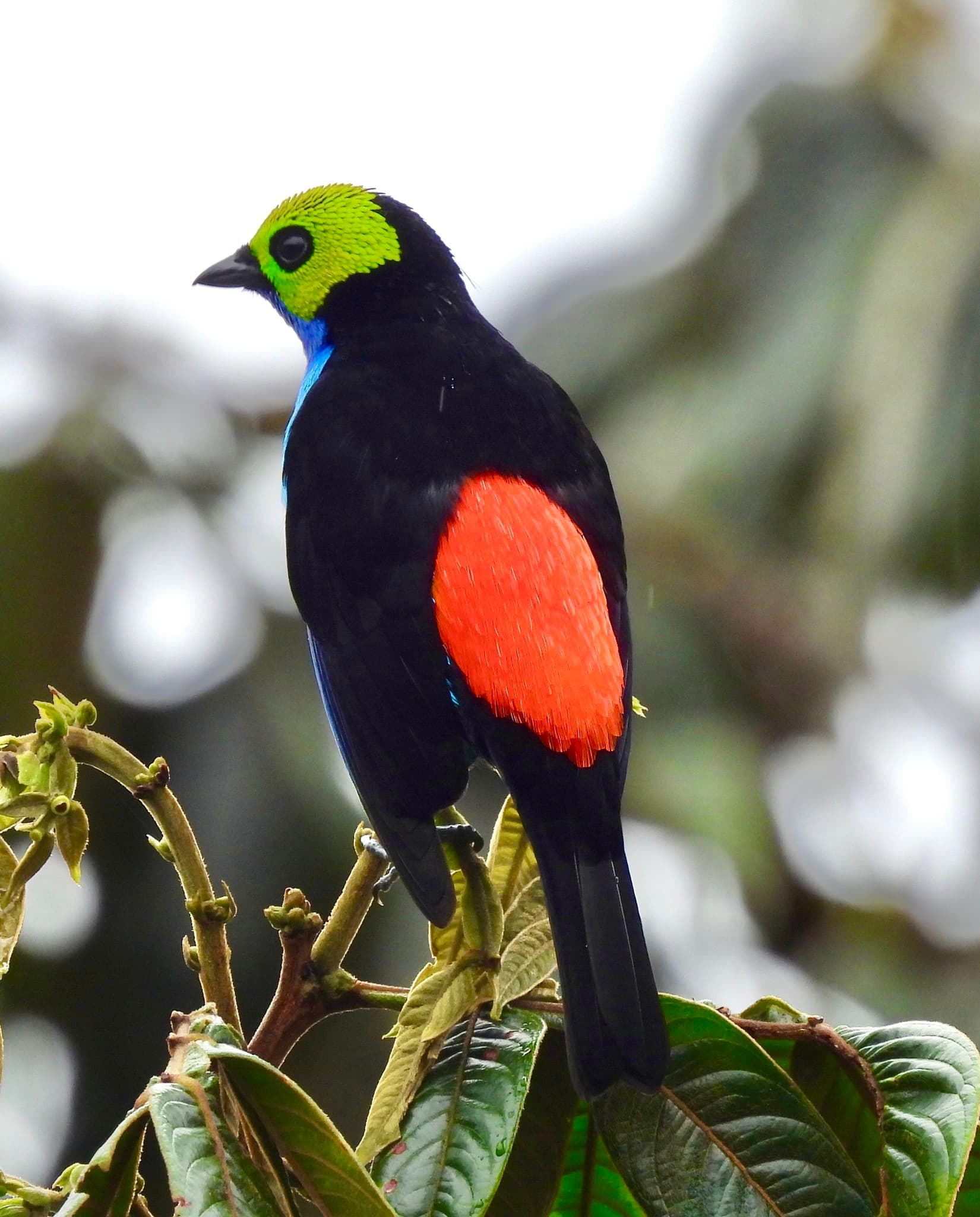 Paradise Tanager