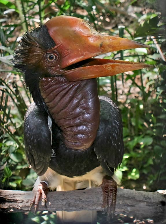 Helmeted Hornbill