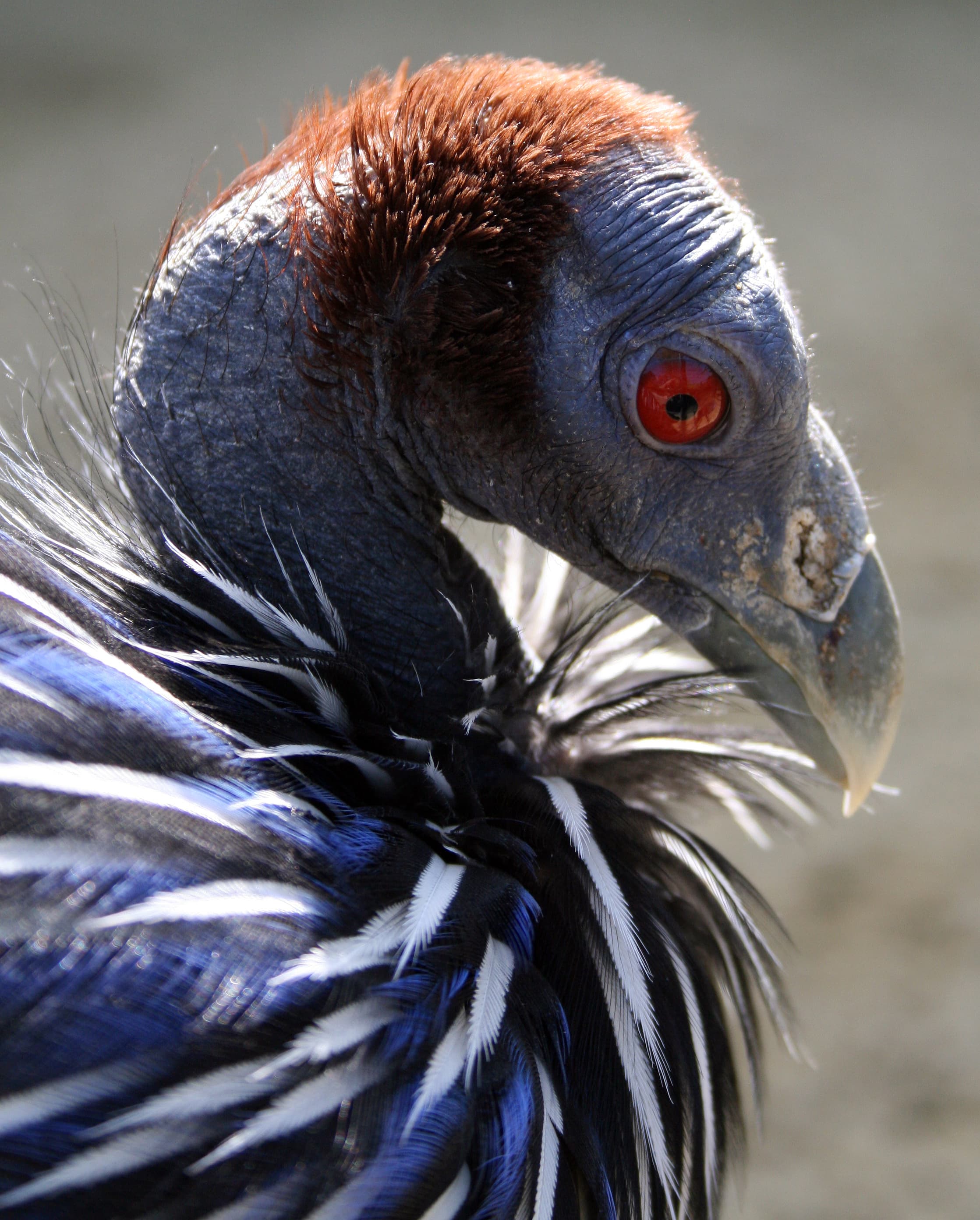 Vulturine Guineafowl