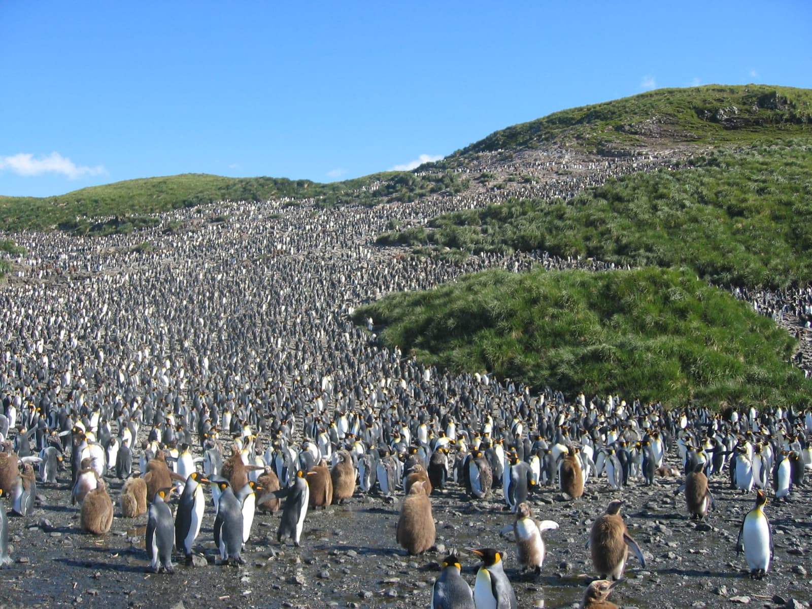 King Penguin